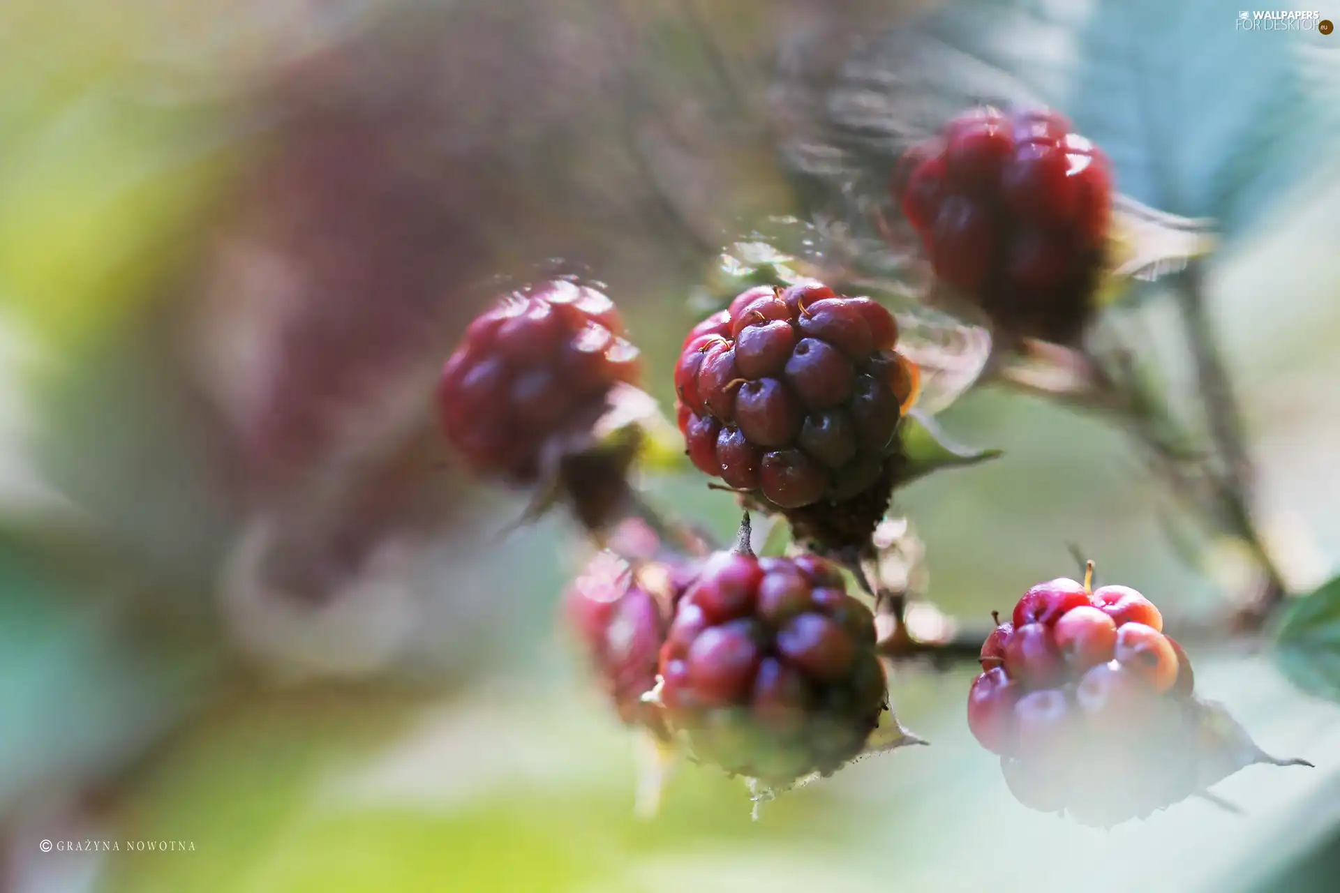 fruit, blackberry, maturing