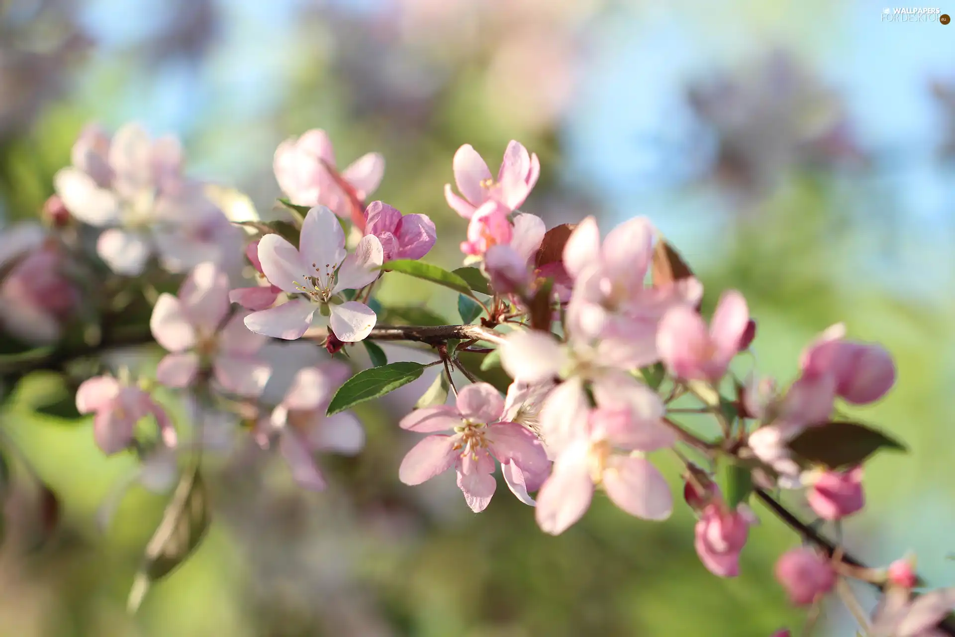 flowery, twig, Flowers, Fruit Tree, Pink