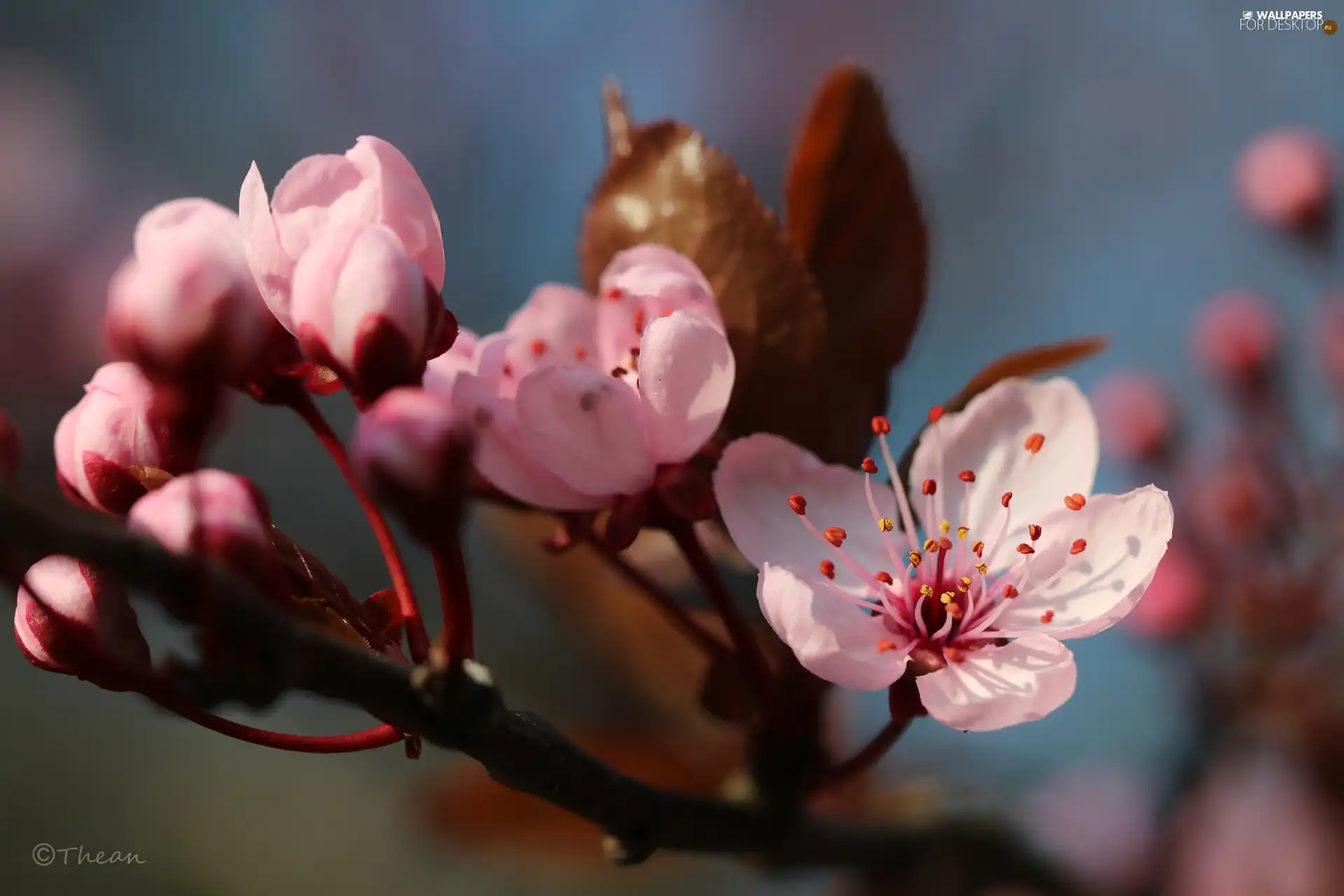 Pink, trees, fruit, Flowers