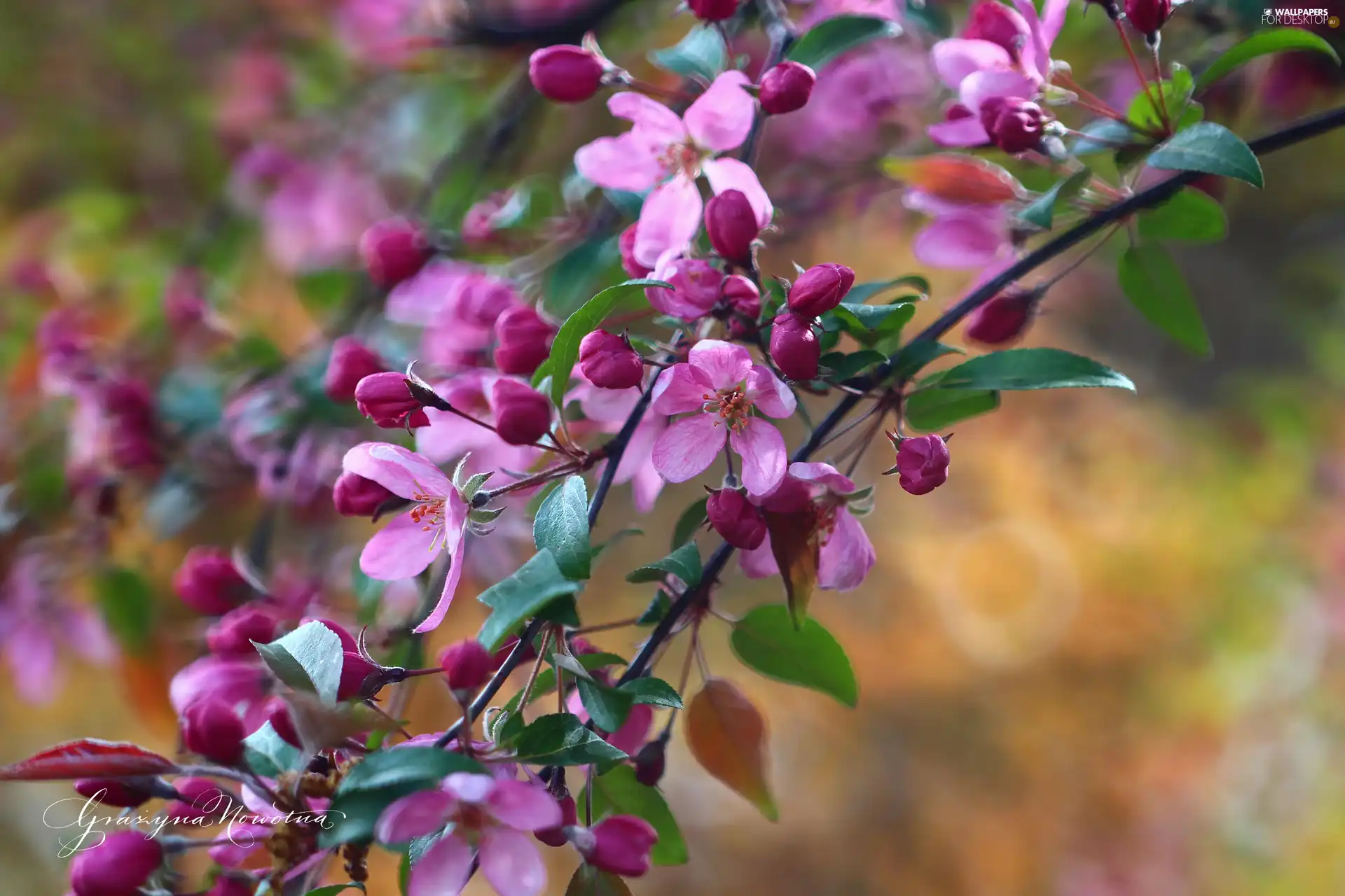 Pink, trees, fruit, Flowers