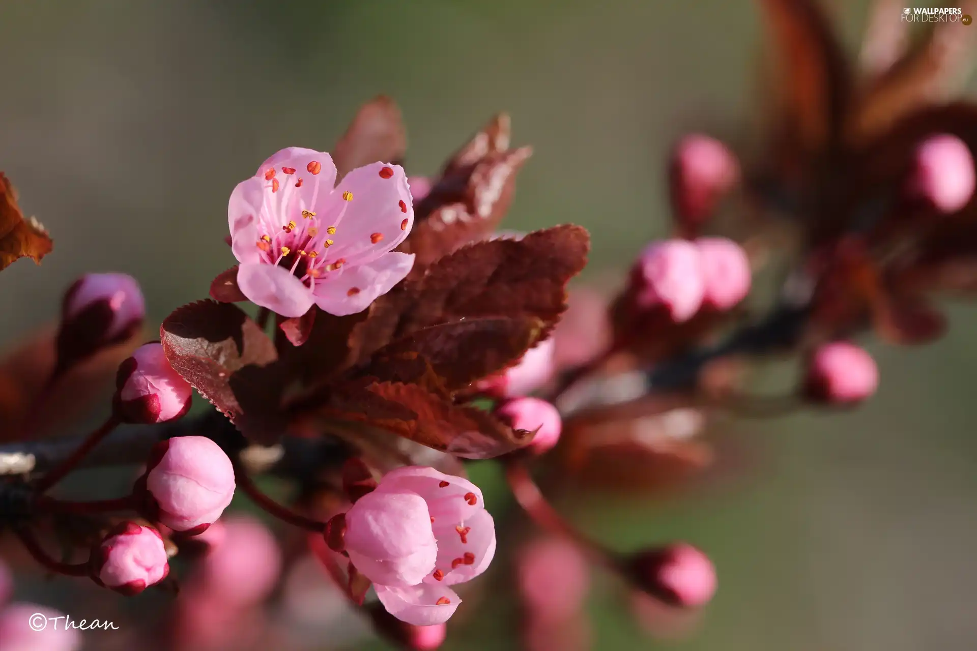 Pink, trees, fruit, Flowers