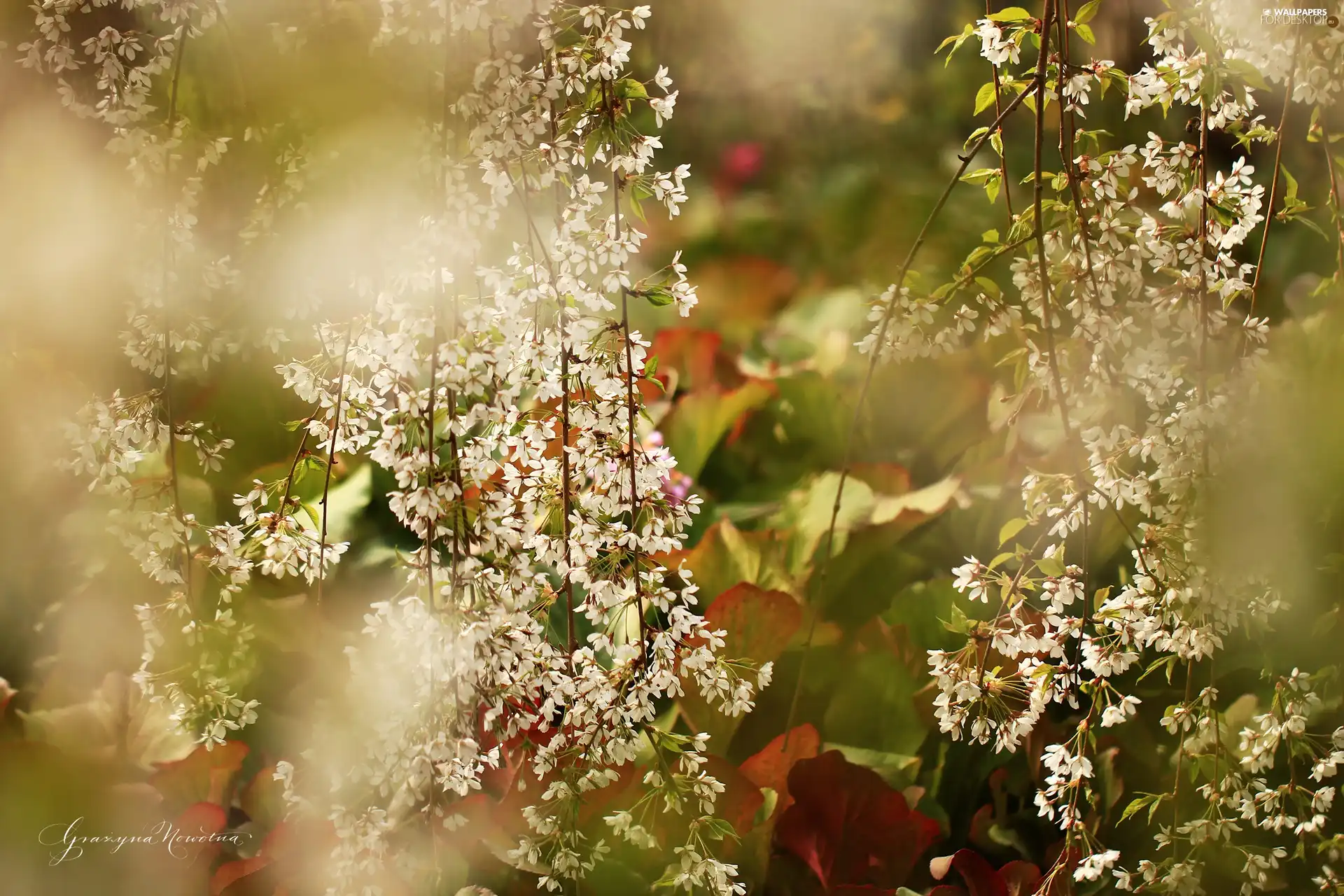 fruit, cherry, trees