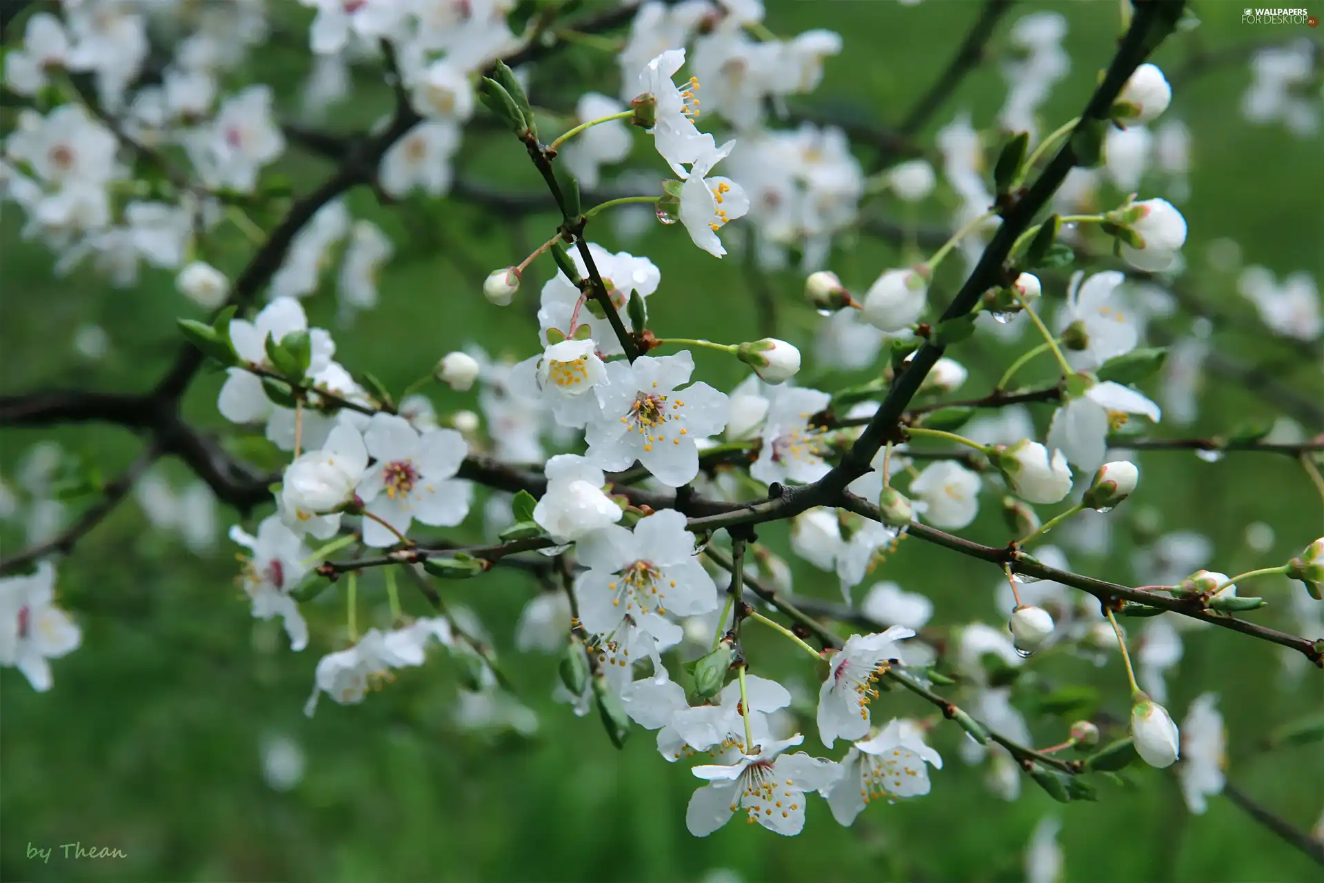 fruit, flourishing, trees