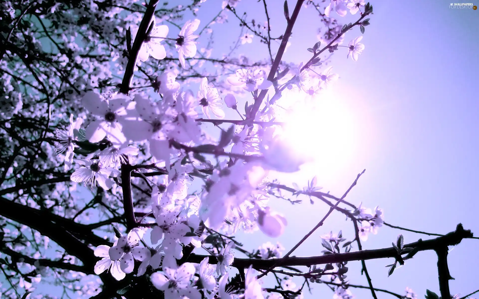fruit, flourishing, trees