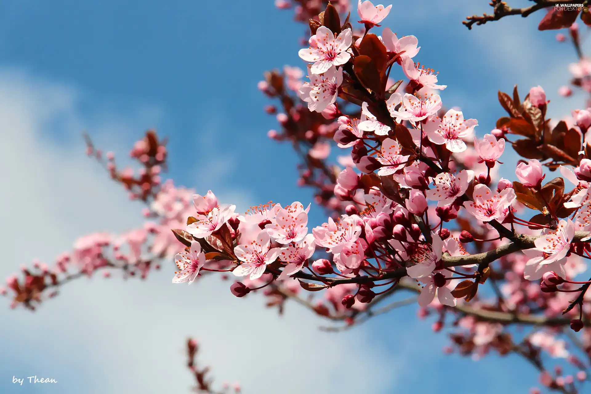 fruit, flourishing, trees