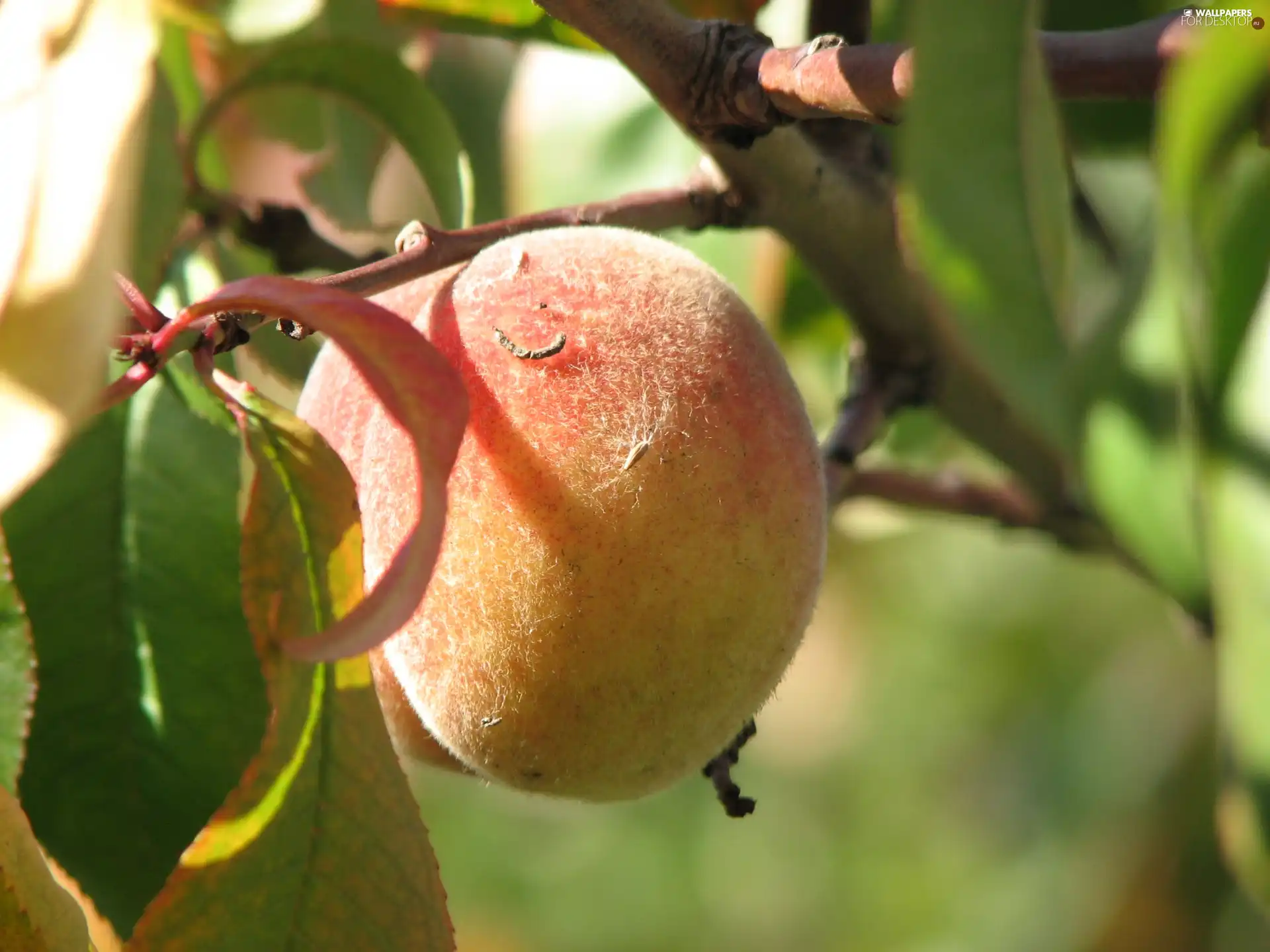 fruit, peach, twig