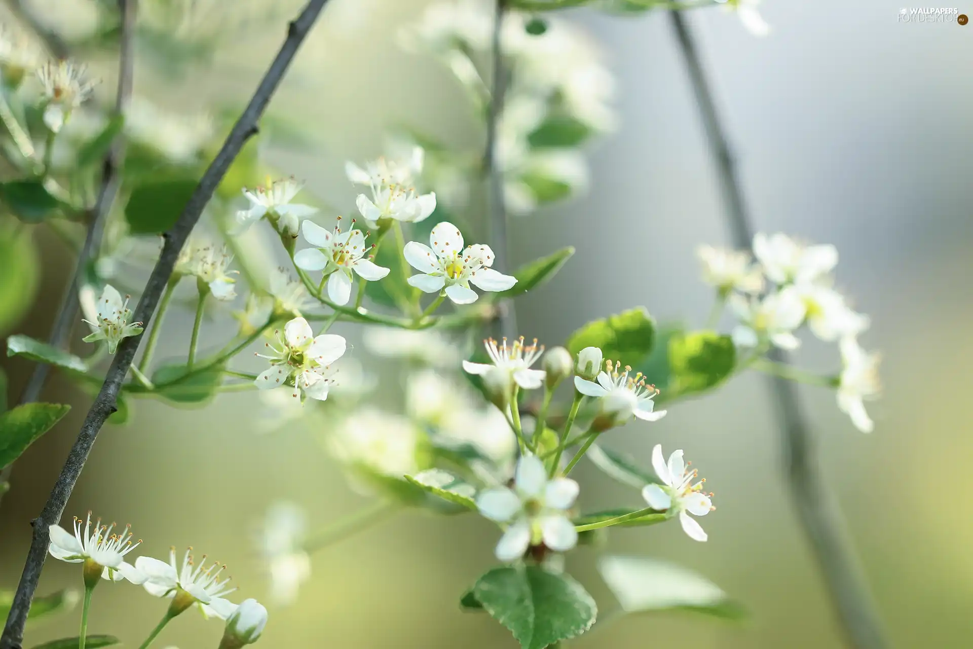 fruit, Twigs, Flowers, trees, White