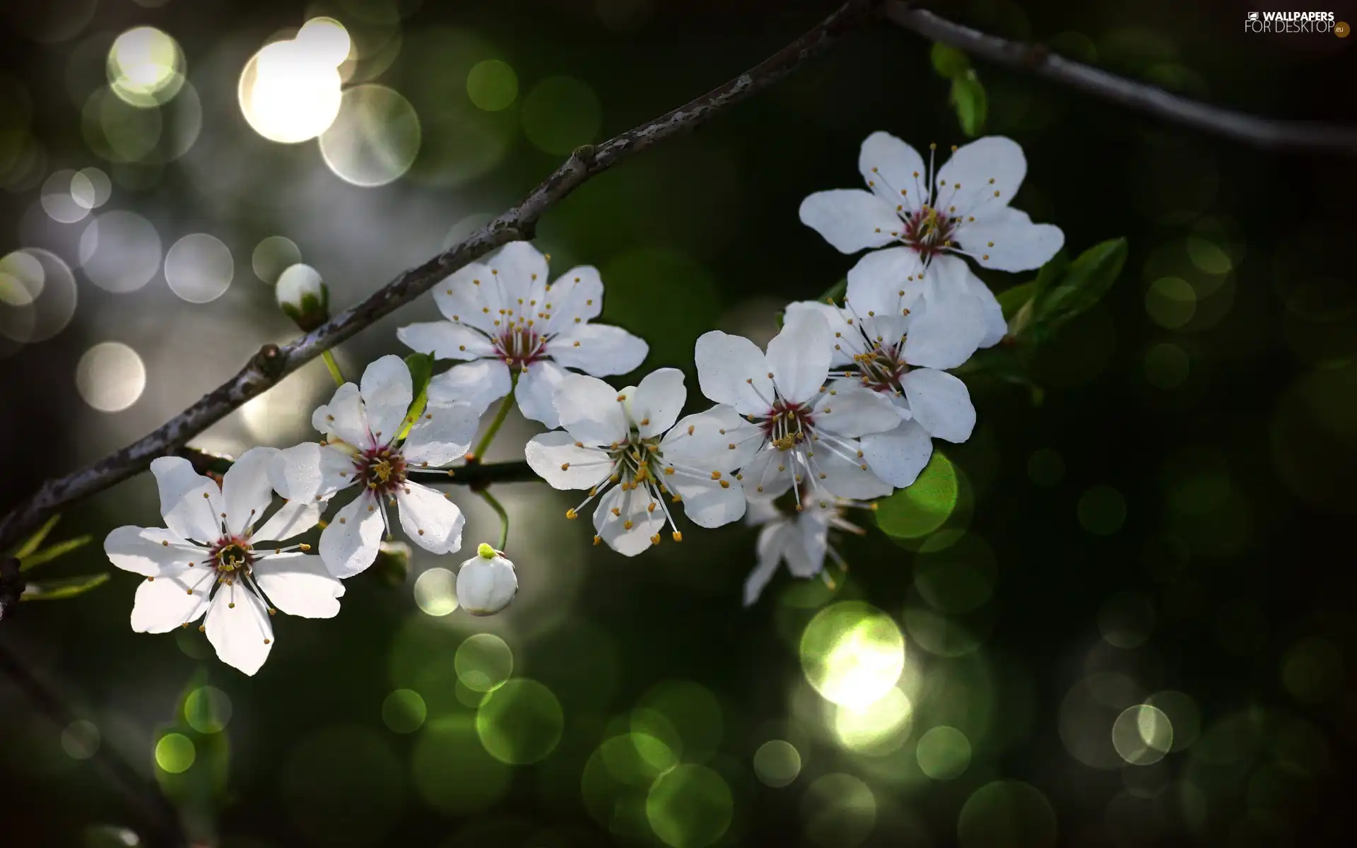 White, trees, fruit, Flowers