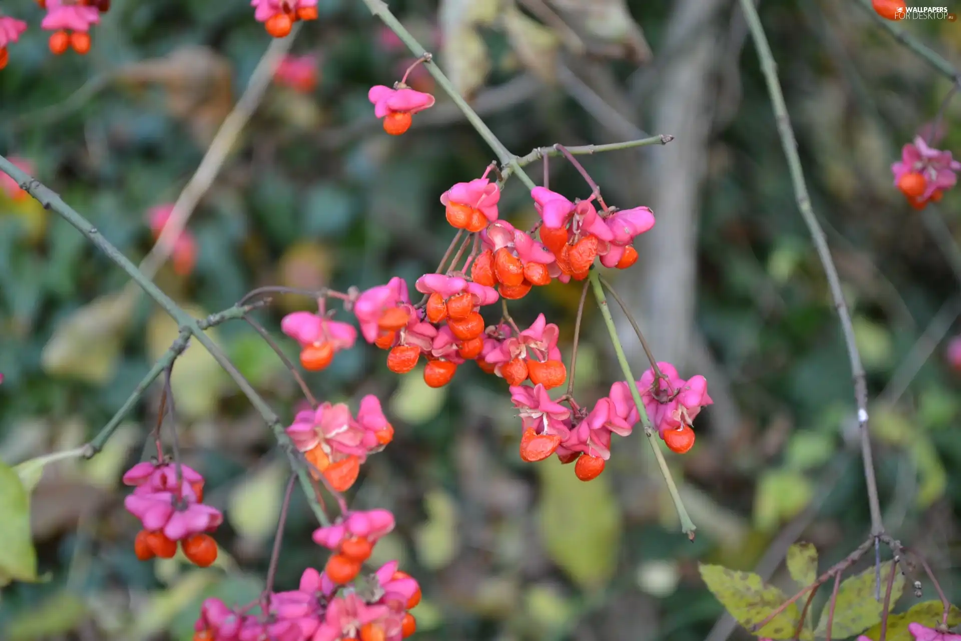 Fruitbodies, Euonymus, color