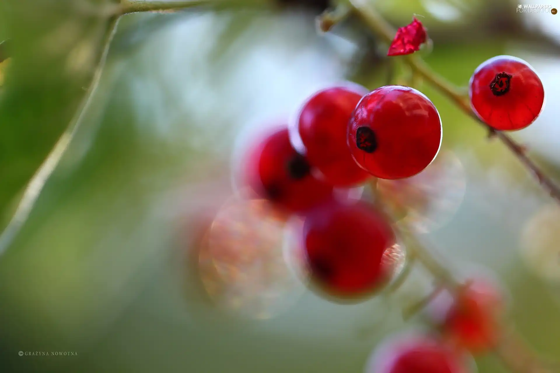 Fruits, Red, currants