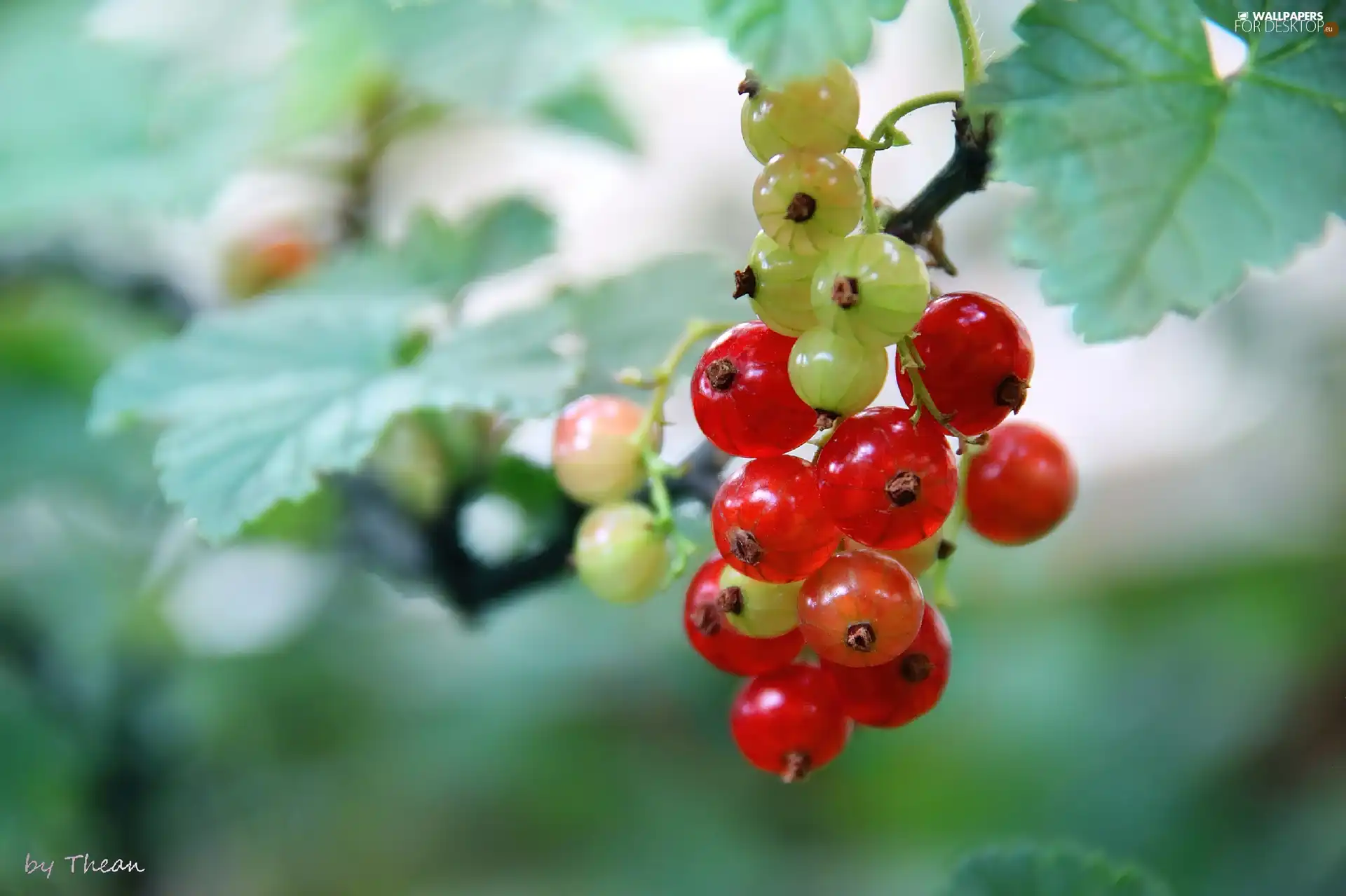 Fruits, Red, currants