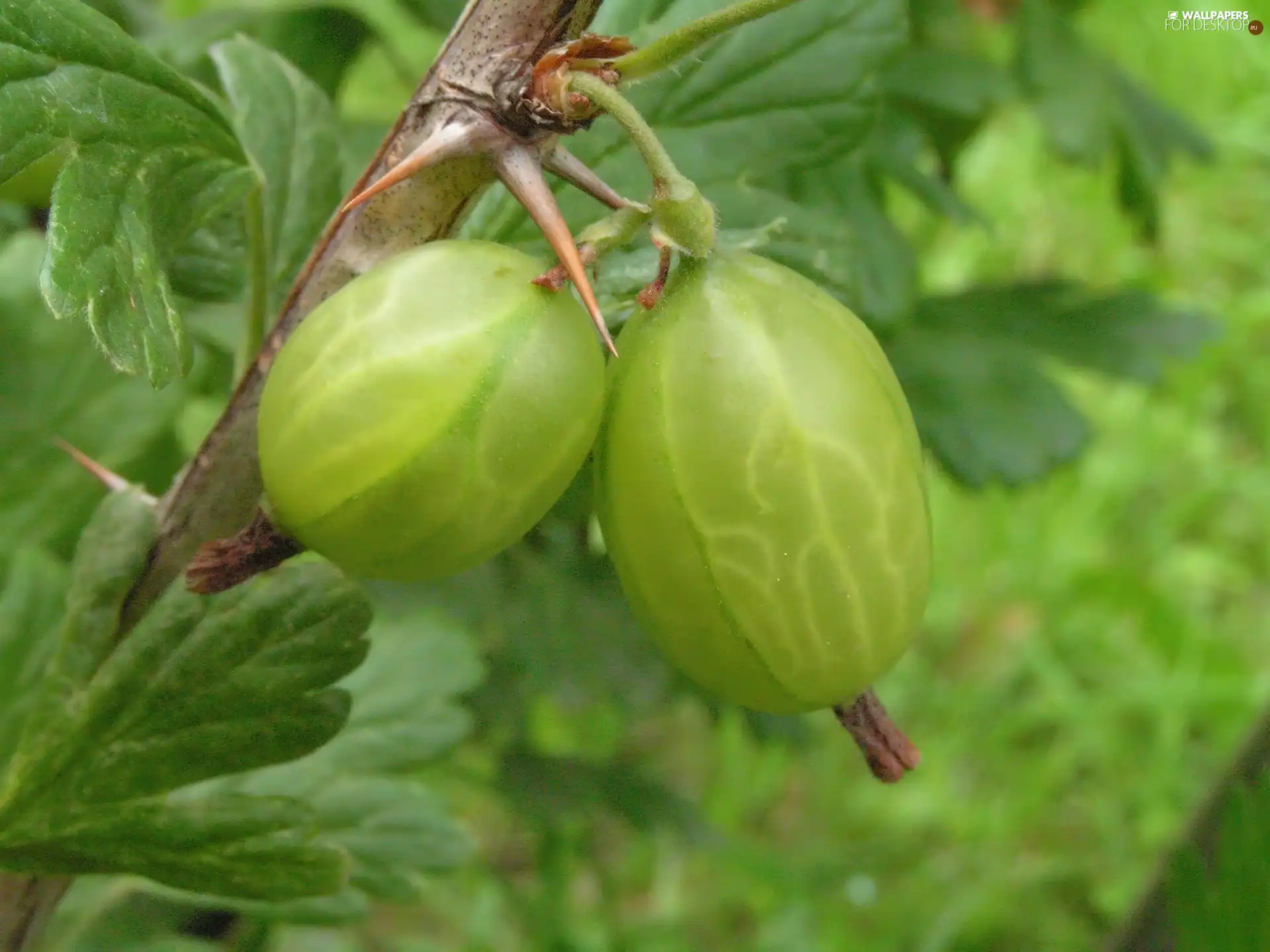 gooseberry, Fruits