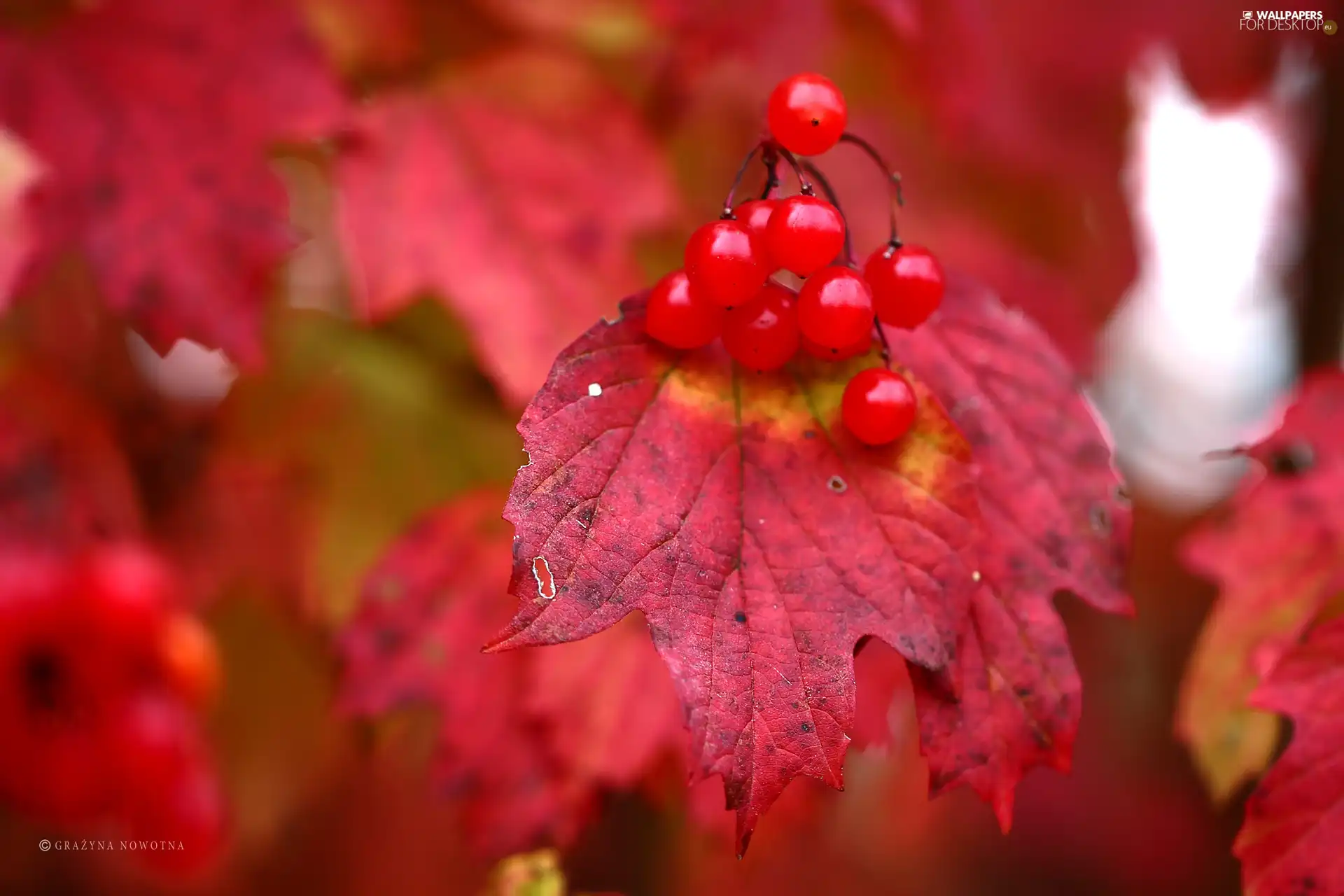 Fruits, Red, Leaf