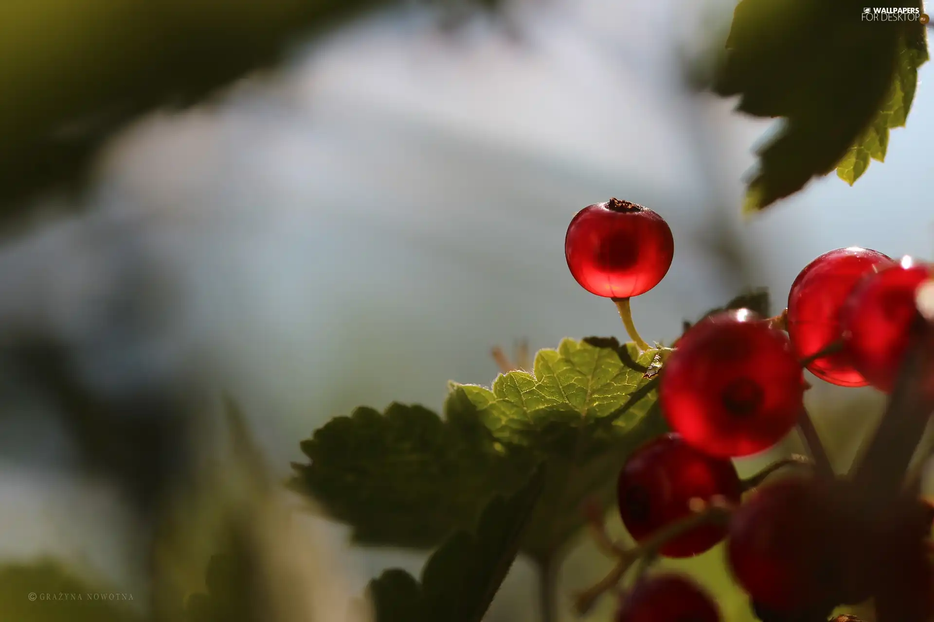 The beads, Red Currants, Fruits