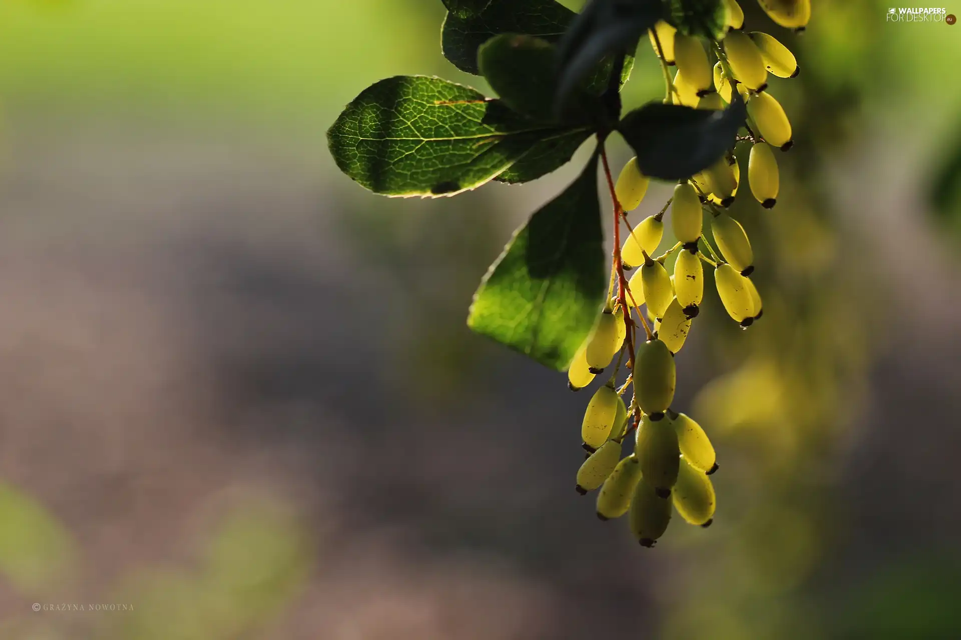 Fruits, Bush, Yellow