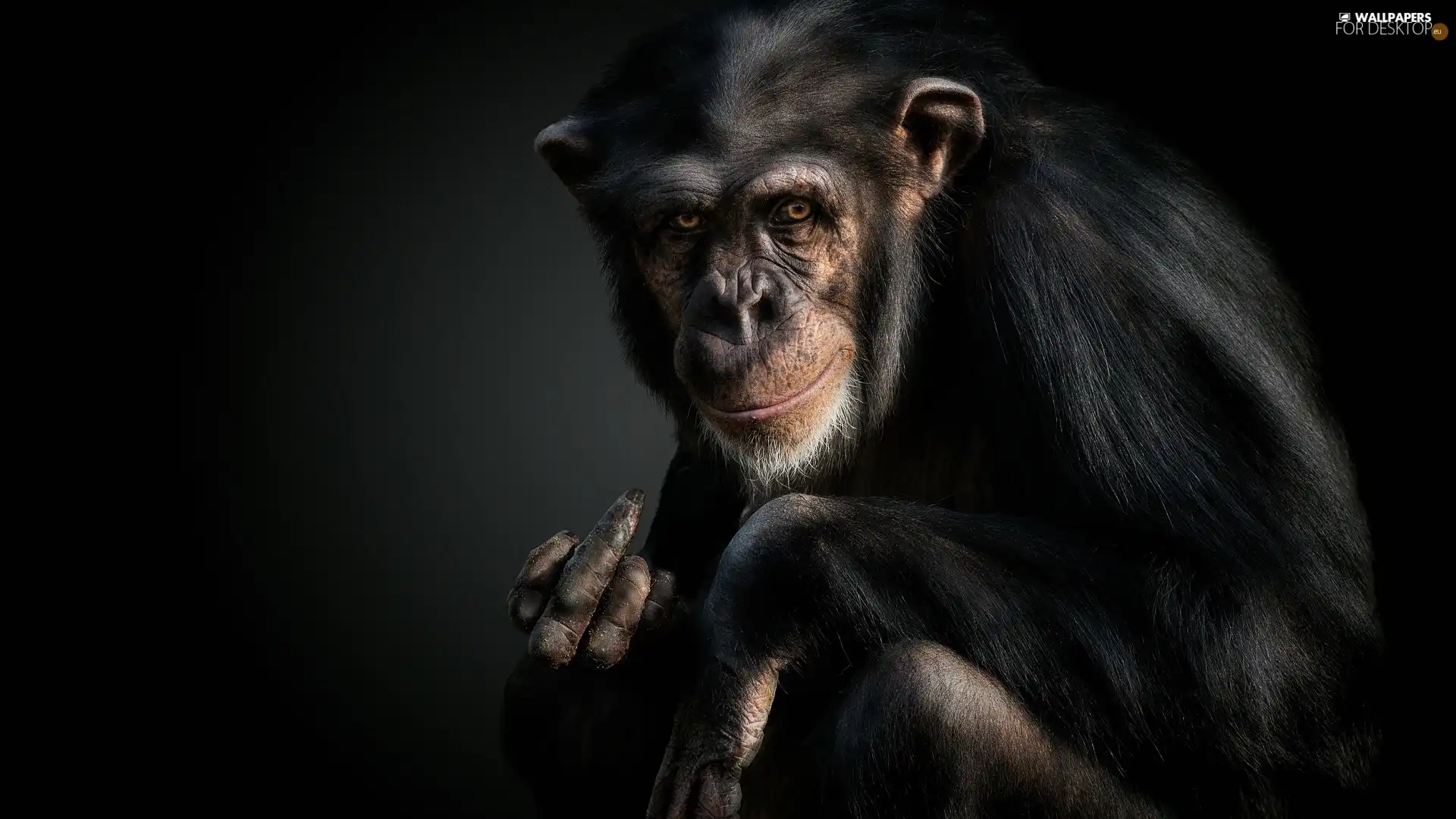 chimpanzee, Funny