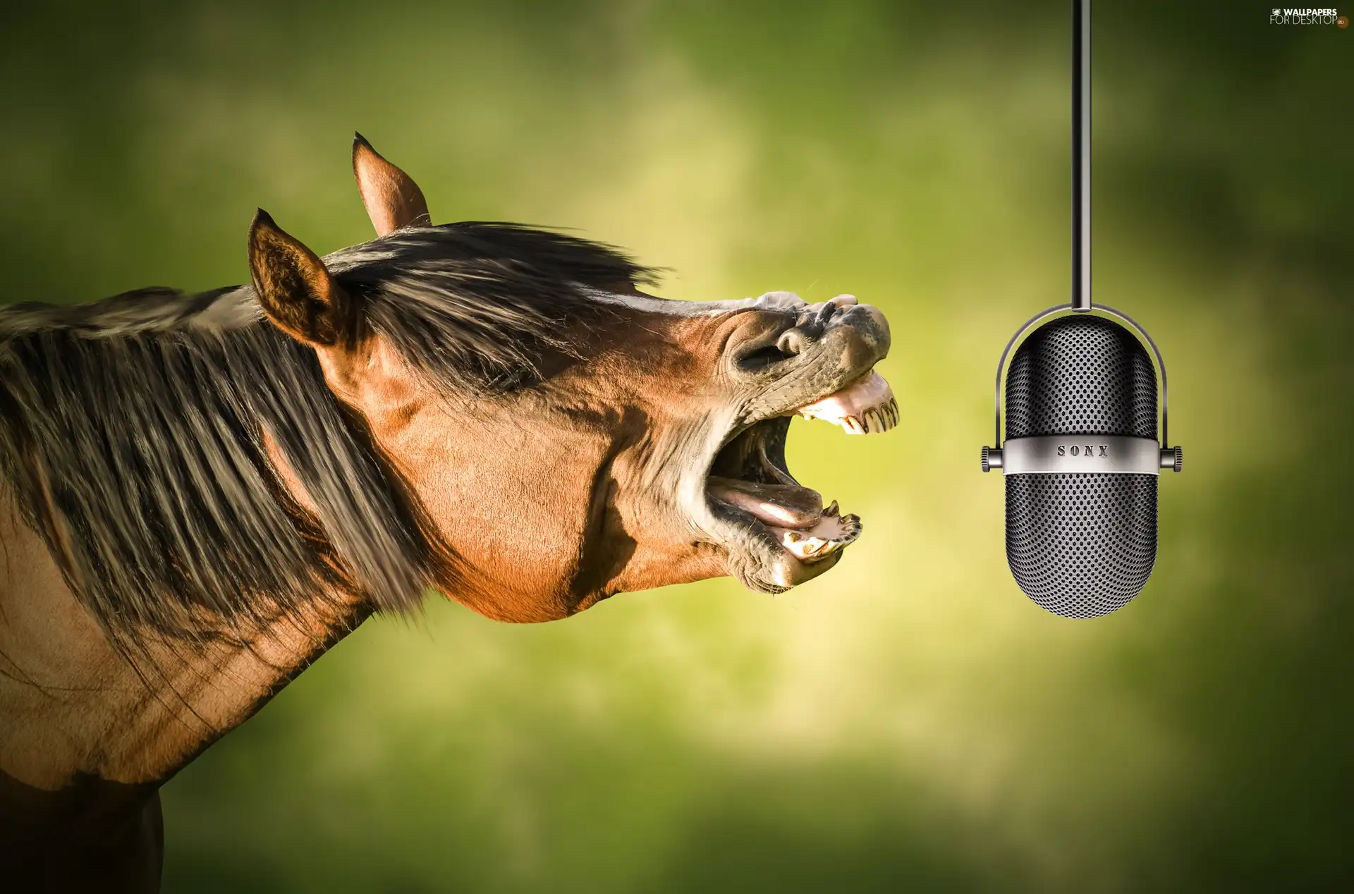 Funny, Horse, Mike