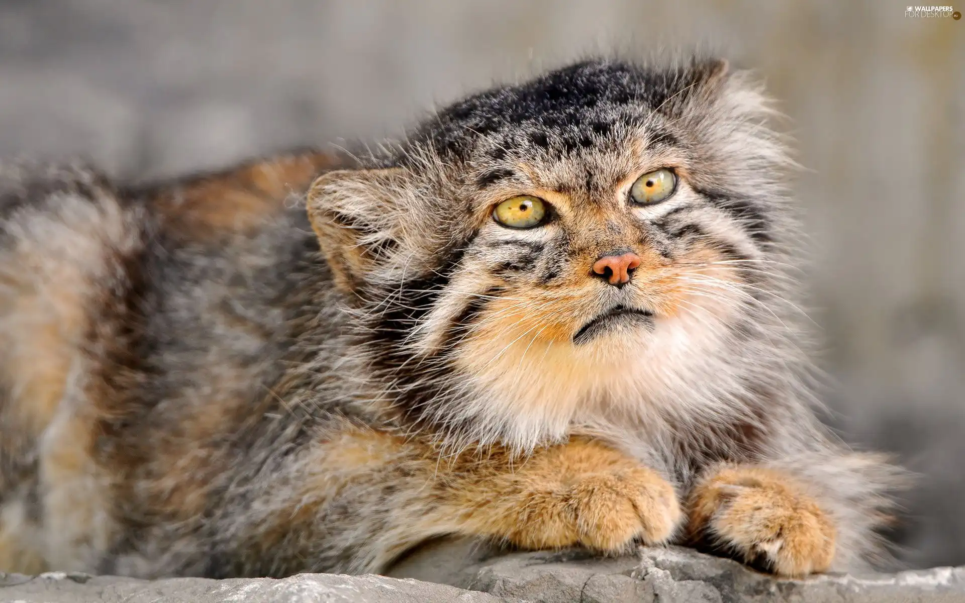 Fur, Manul, Drapieżnik