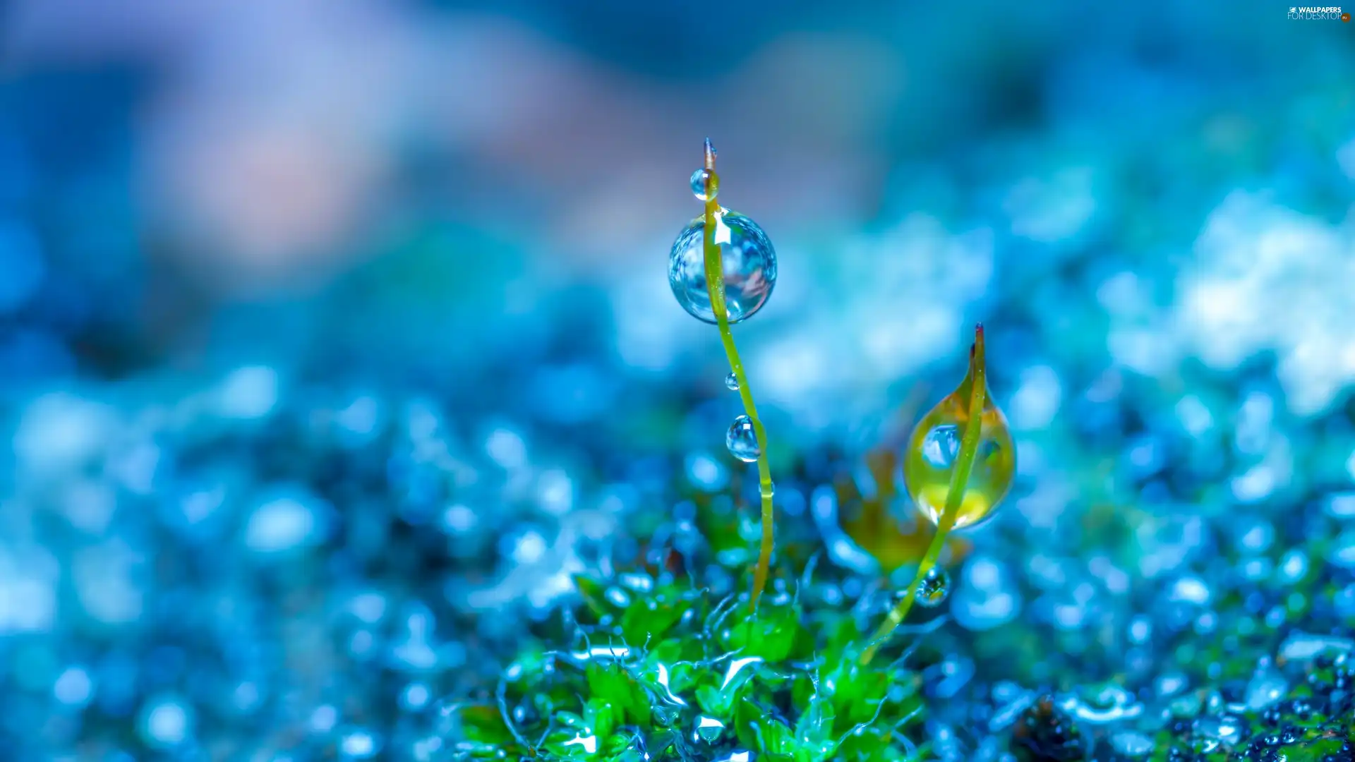 fuzzy, background, Close, drop, Colourfull Flowers