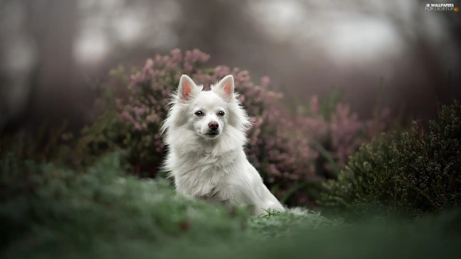 Japanese Spitz, White, fuzzy, heathers, muzzle, dog