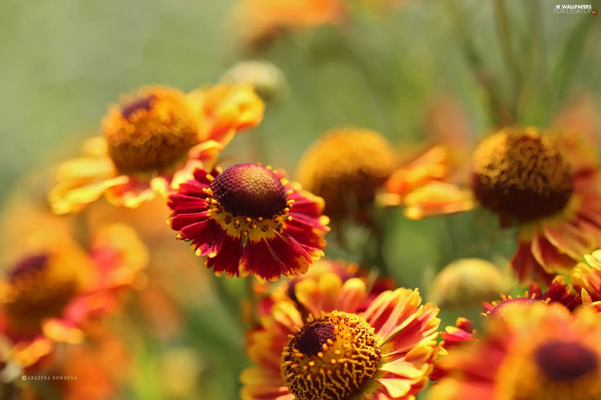 Flowers, Yellow, Helenium, Red