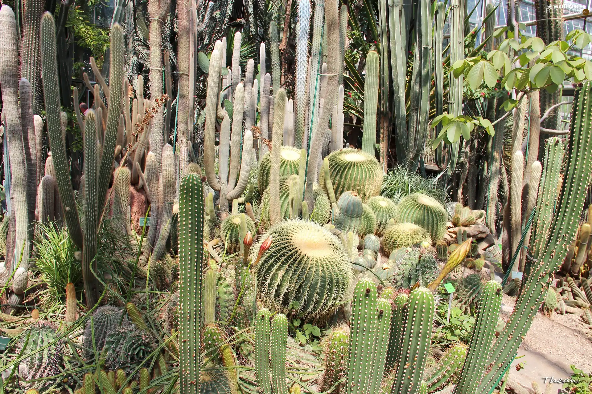 Cactus, botanical garden