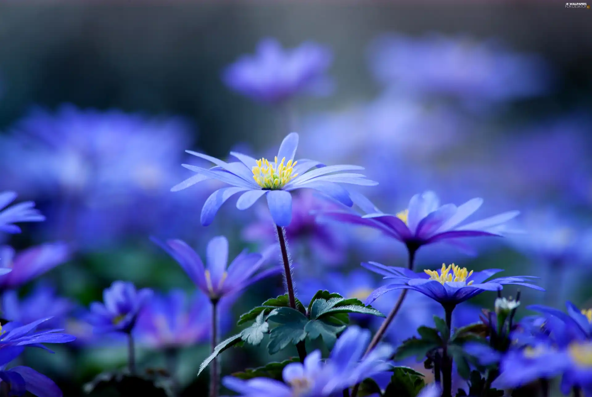 Garden, Blue, flowers