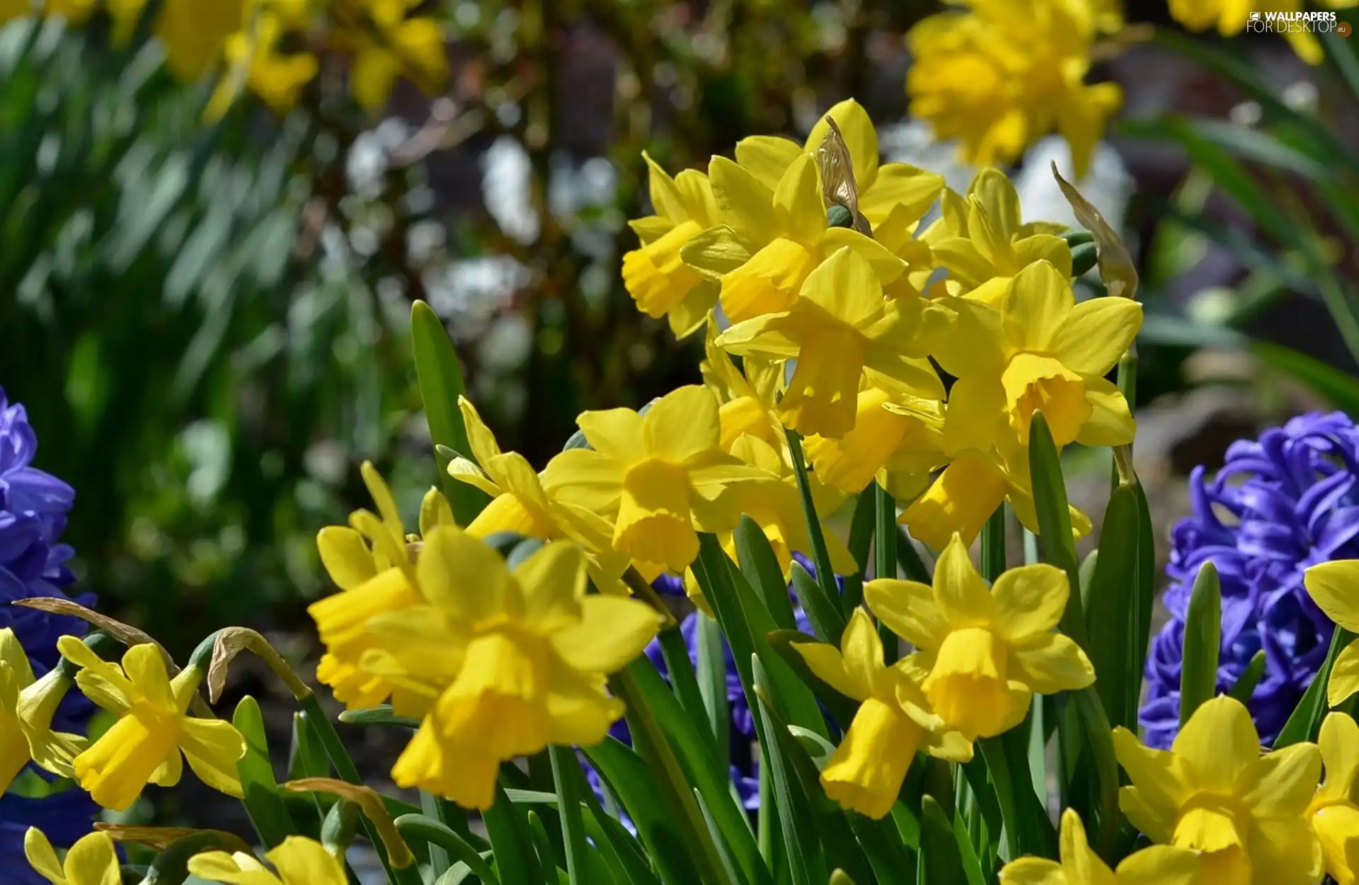 Hyacinths, Daffodils