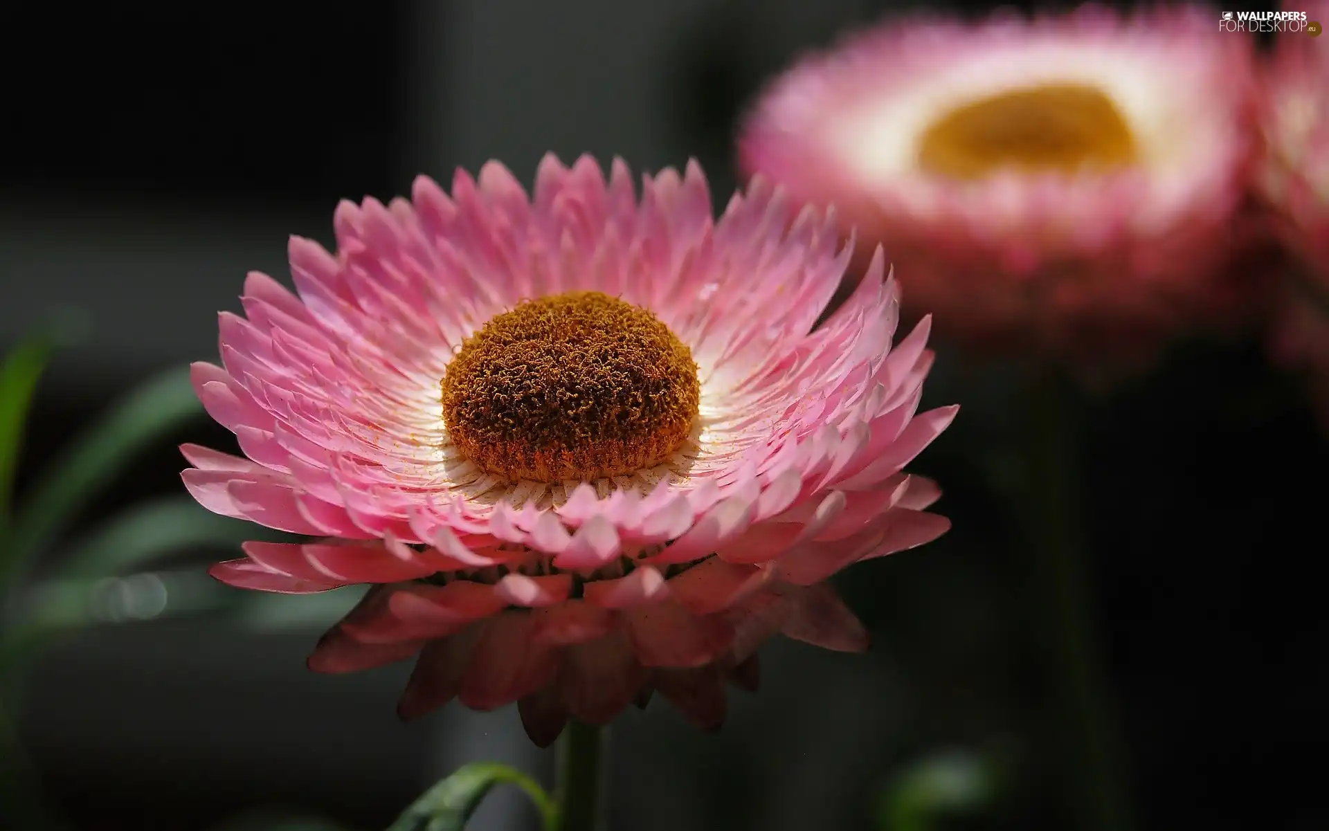 Pink, Kocanka garden