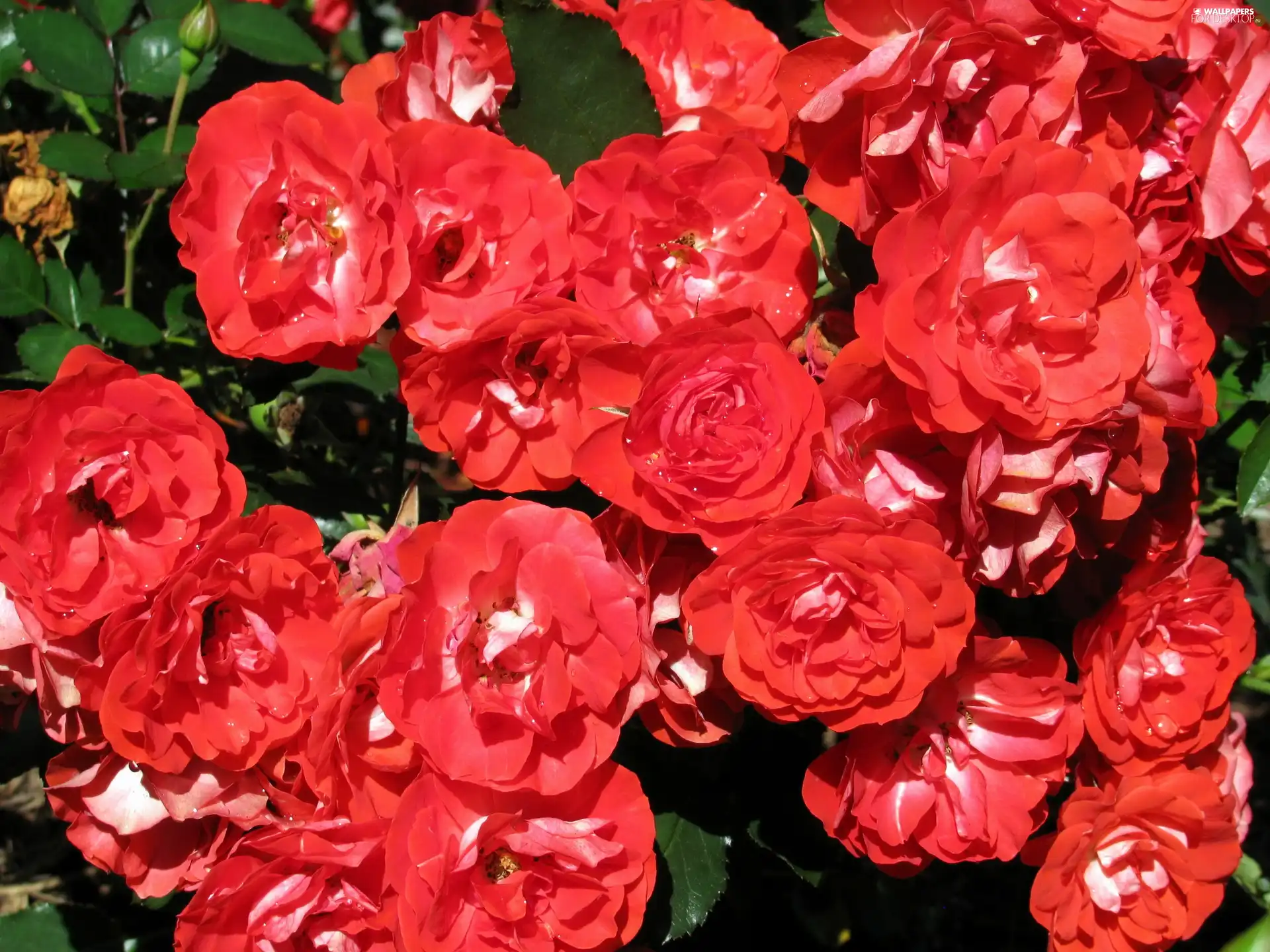 Garden, Red, roses