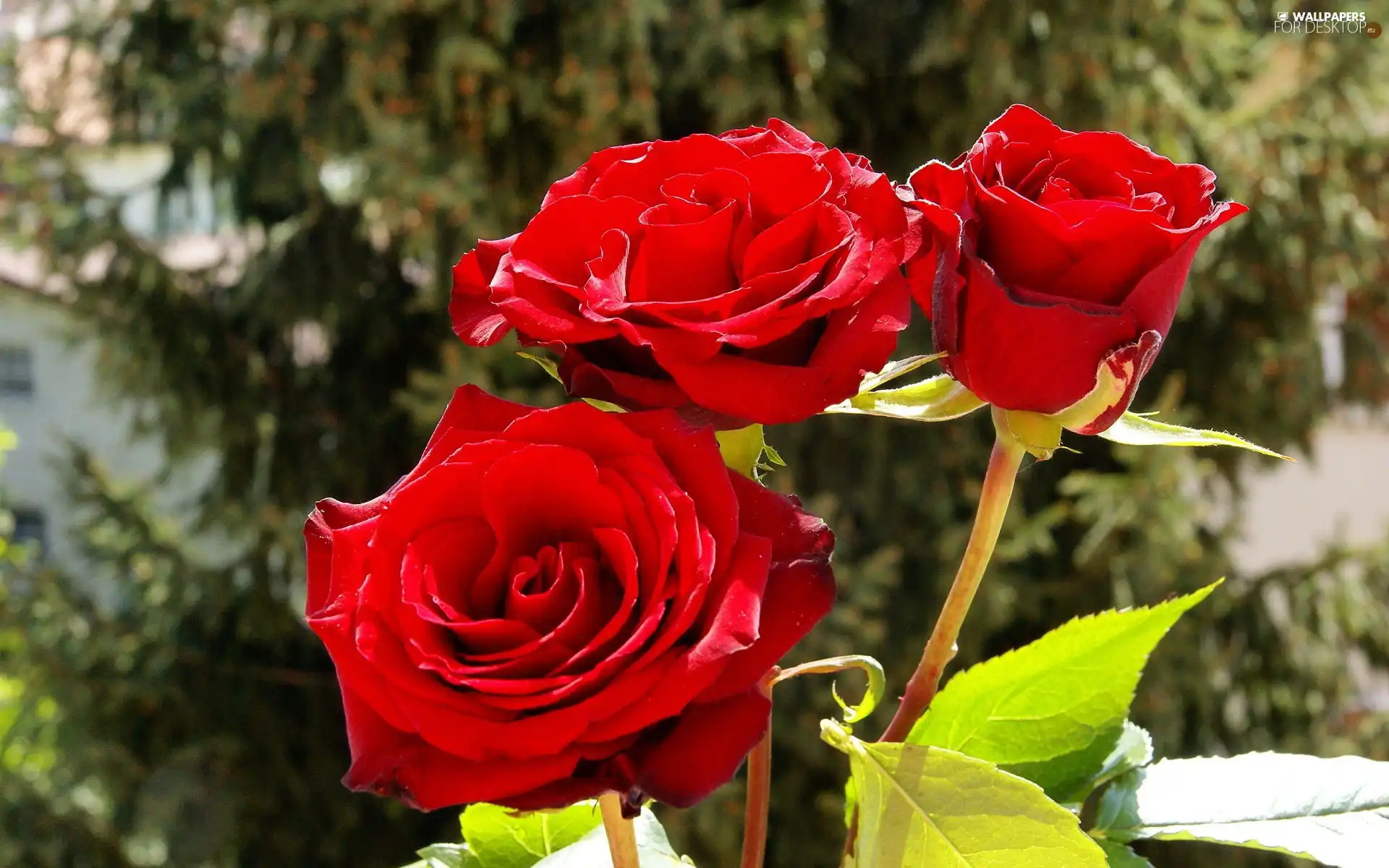 Garden, Red, roses