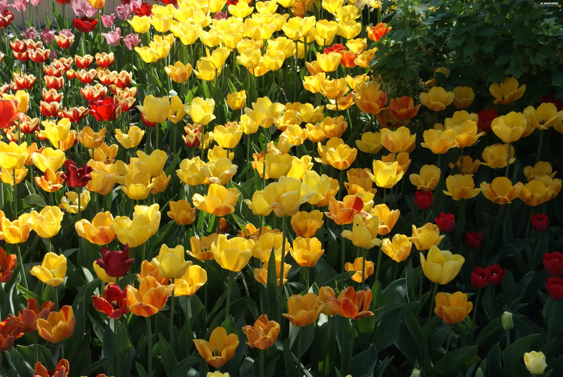 Spring, Tulips, Garden, Flowers