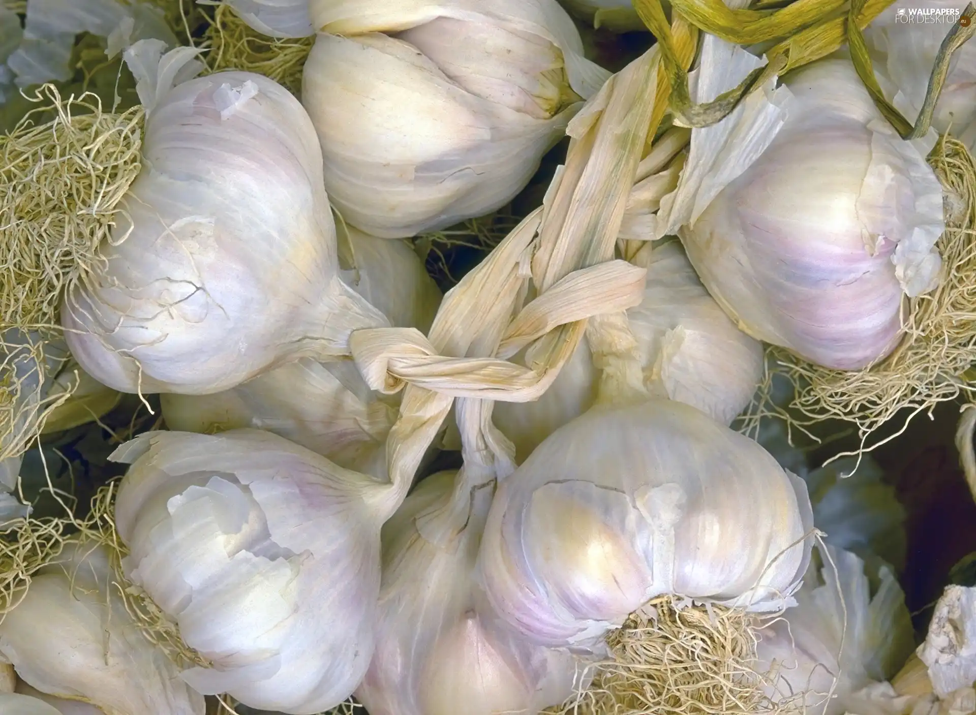 heads, garlic