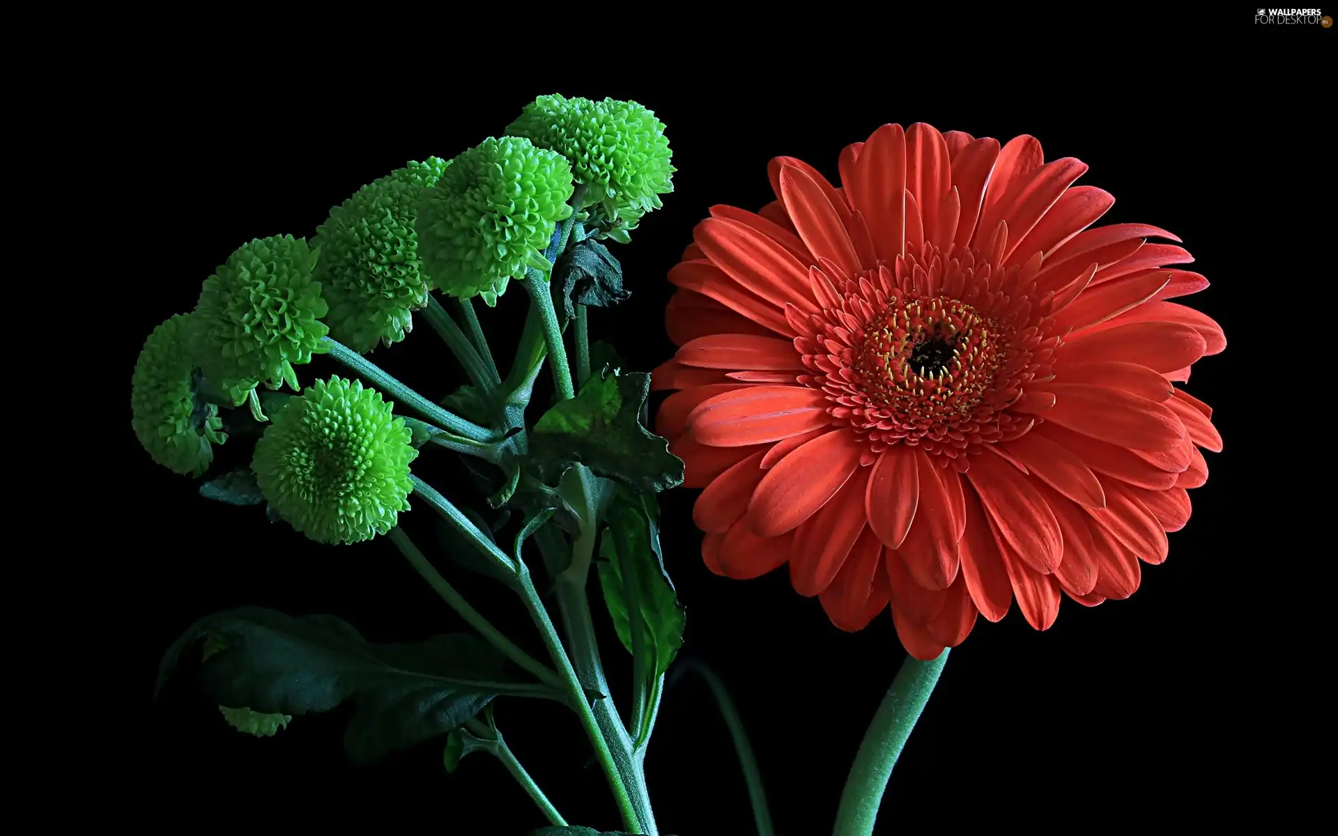 Flowers, Red, Gerbera, green ones