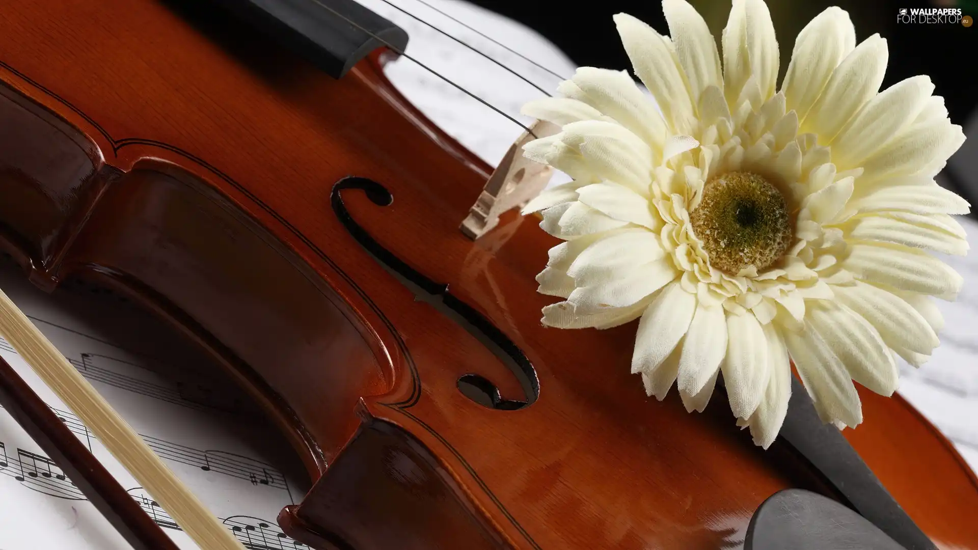 instrument, Tunes, Gerbera, musical