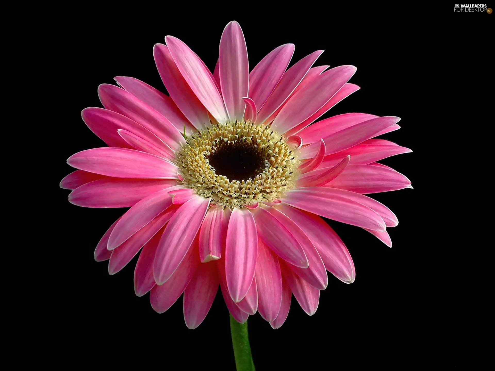 Pink, Gerbera