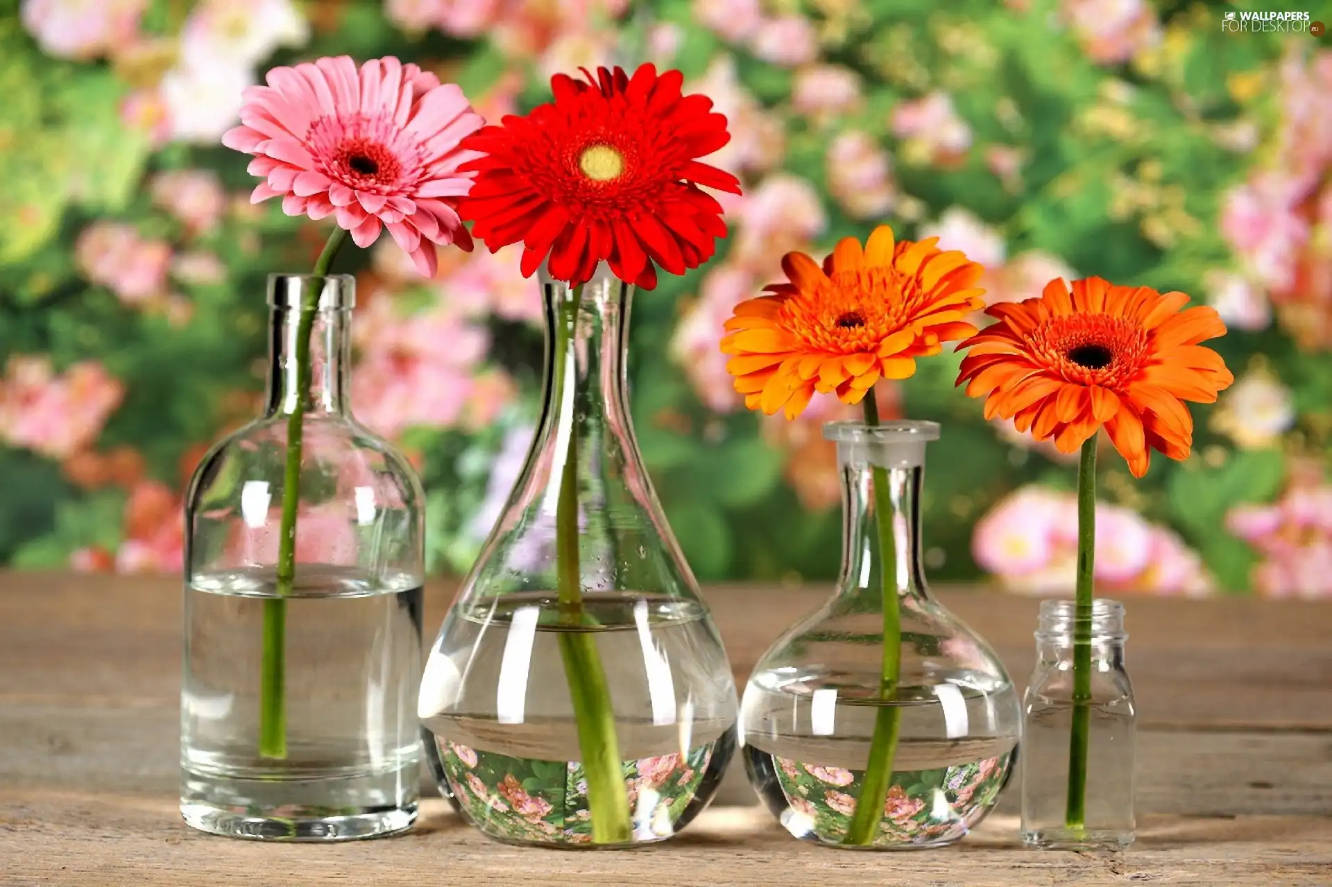 gerberas, glass, Bottles