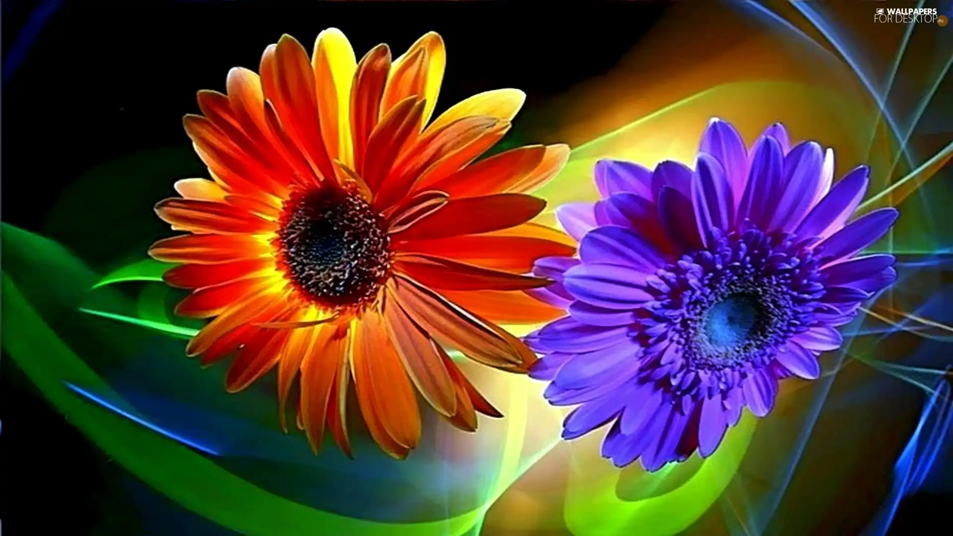 color, gerberas