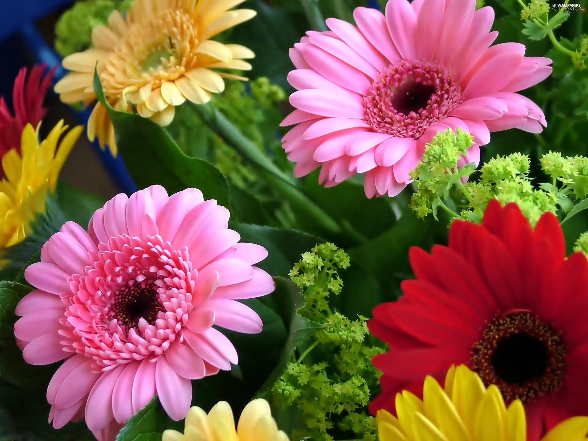 color, gerberas
