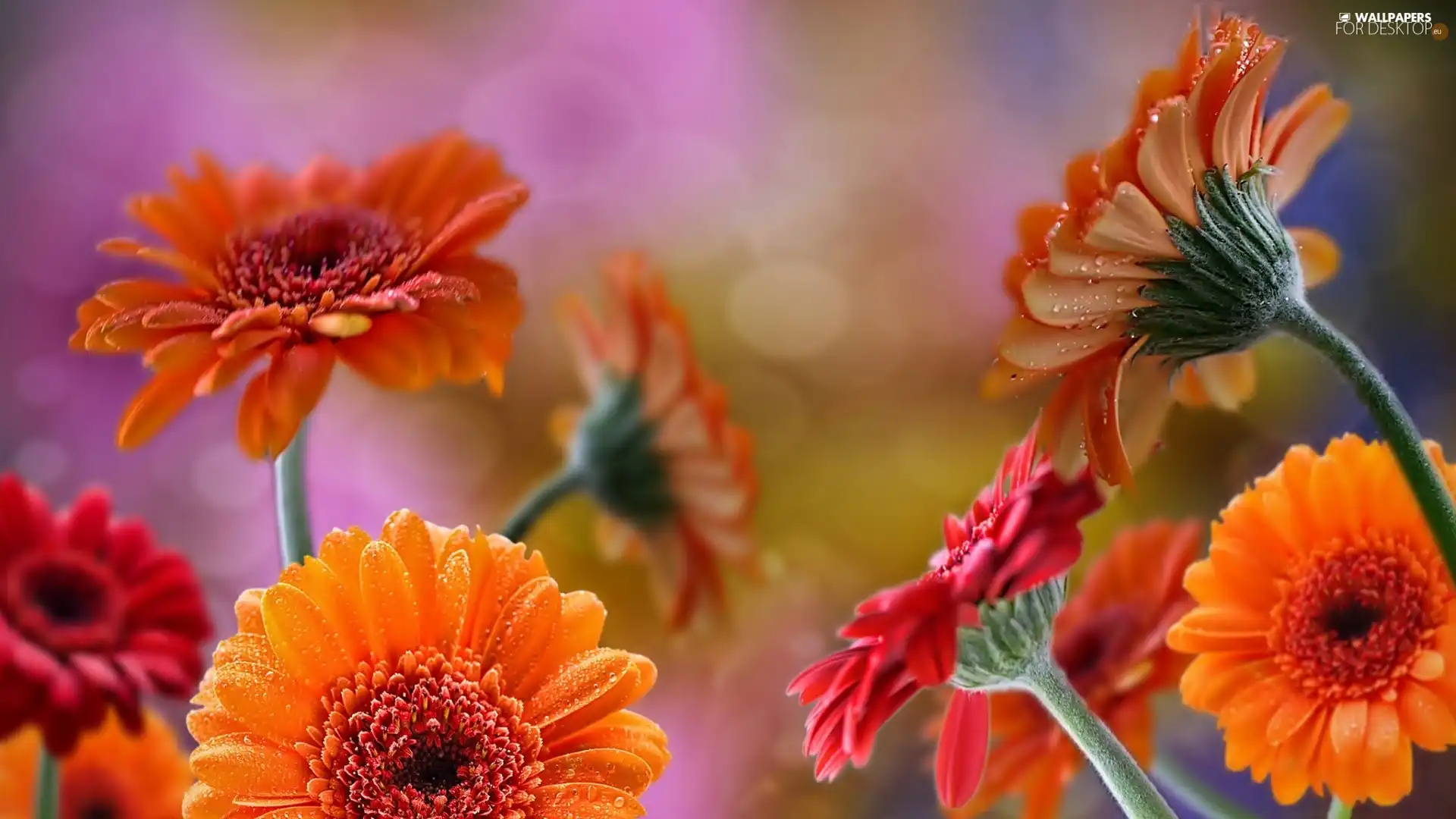 Orange, gerberas