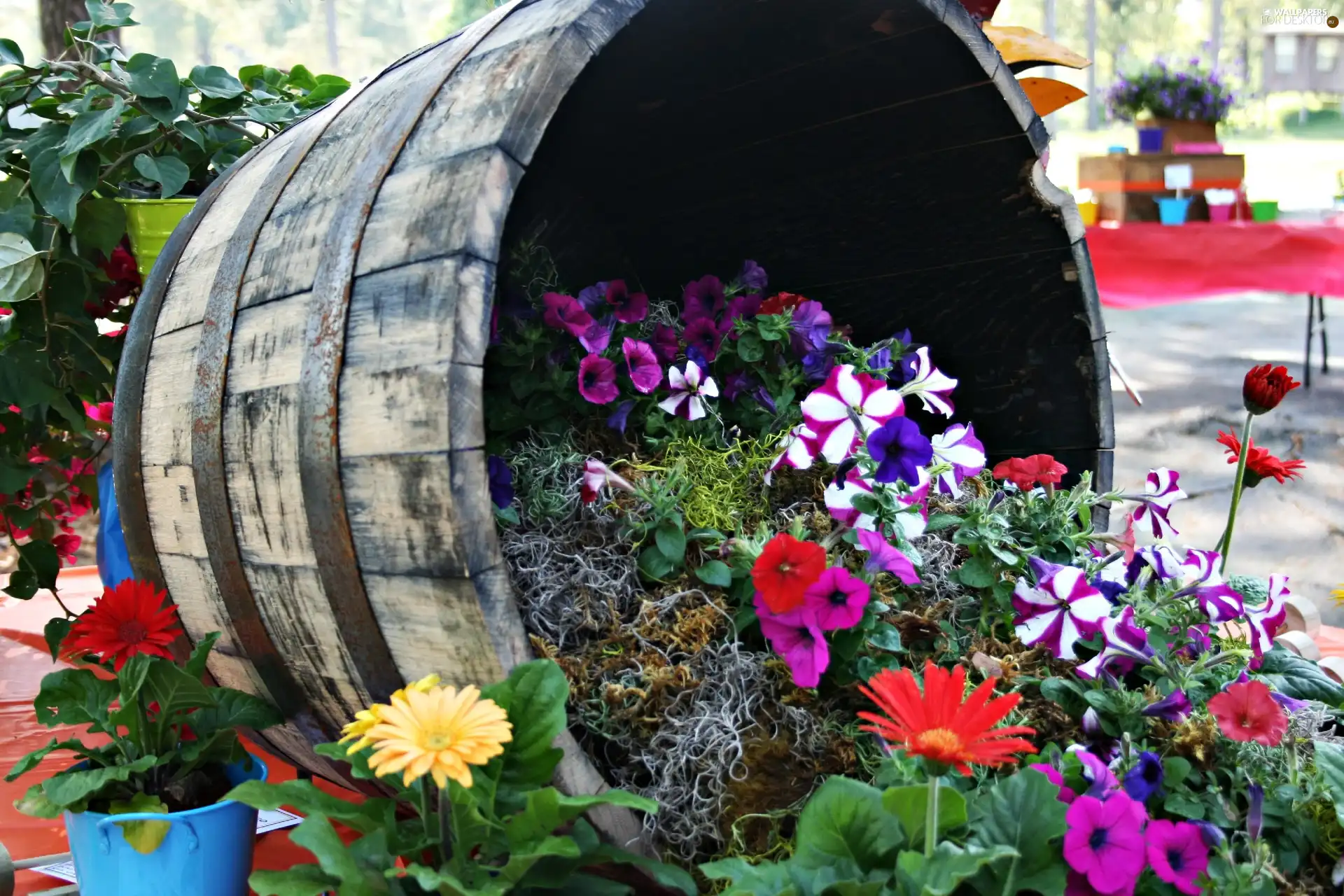 gerberas, petunias, composition, Flower, barrel