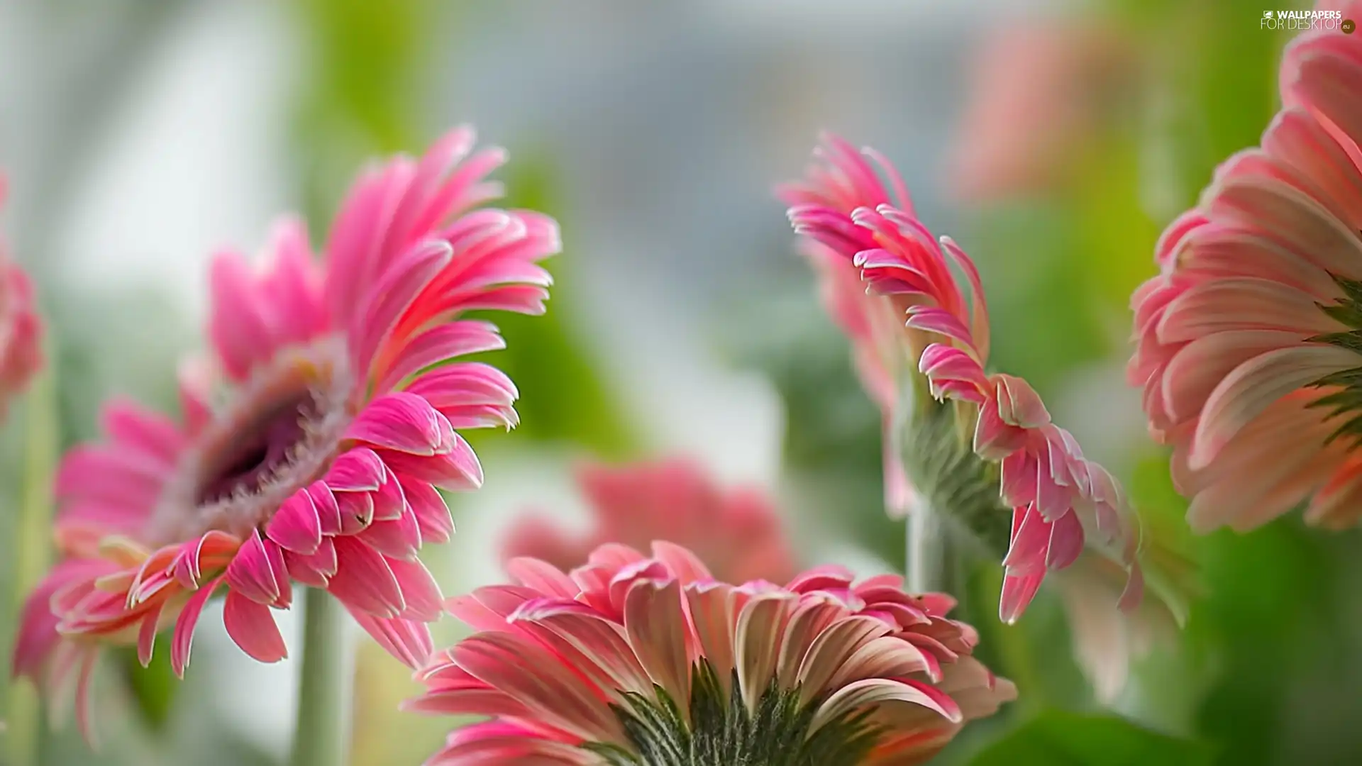 Pink, gerberas