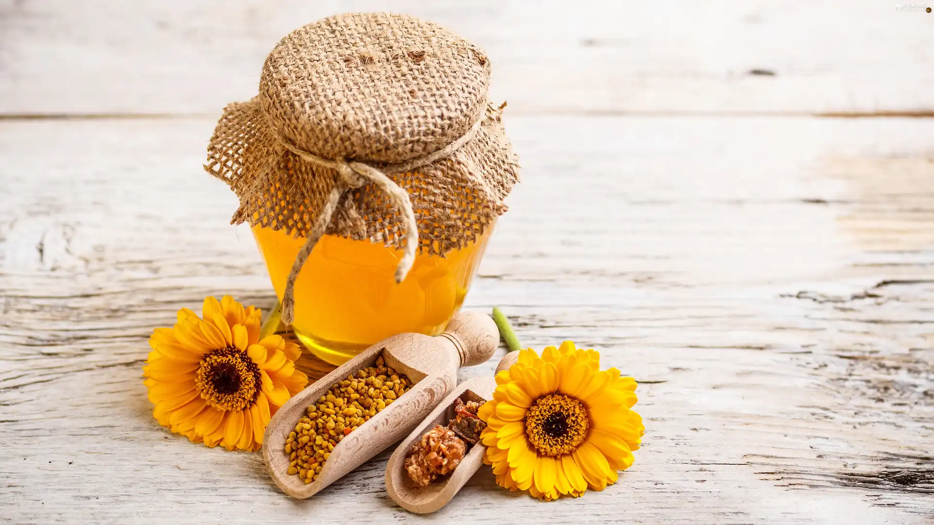 gerberas, honey, Propolis