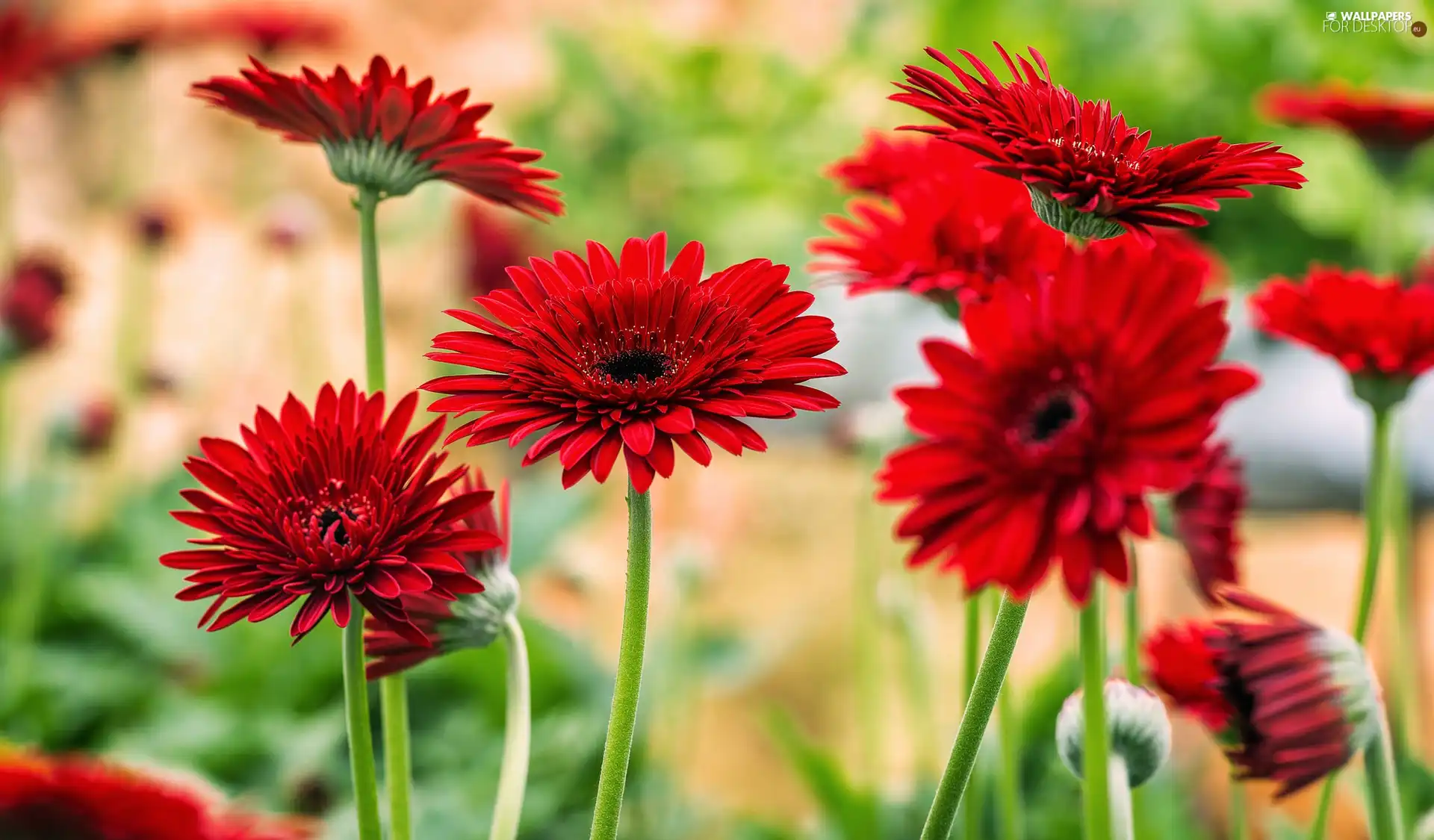 Red, gerberas