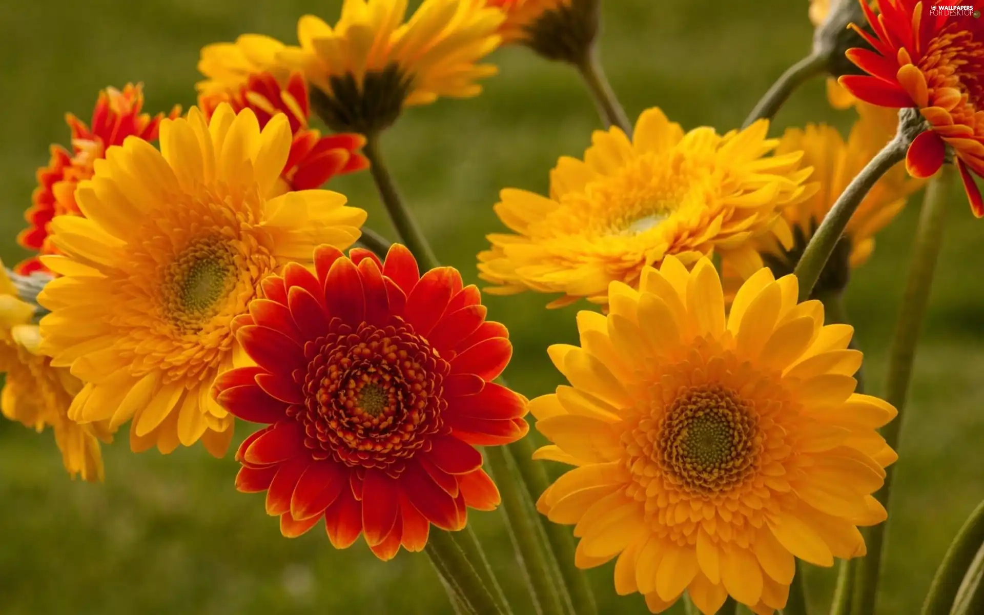 gerberas, Yellow, Red