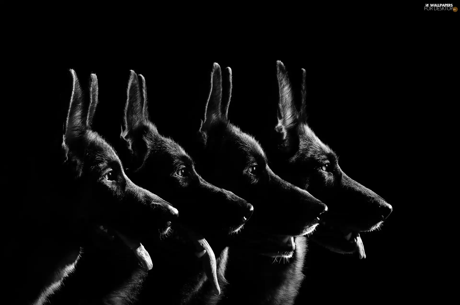 Night, four, German Shepherds