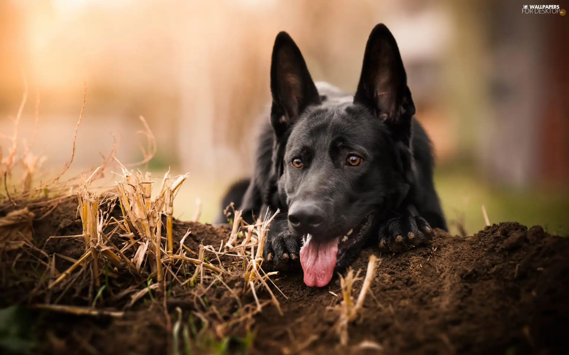German Shepherd, Tounge