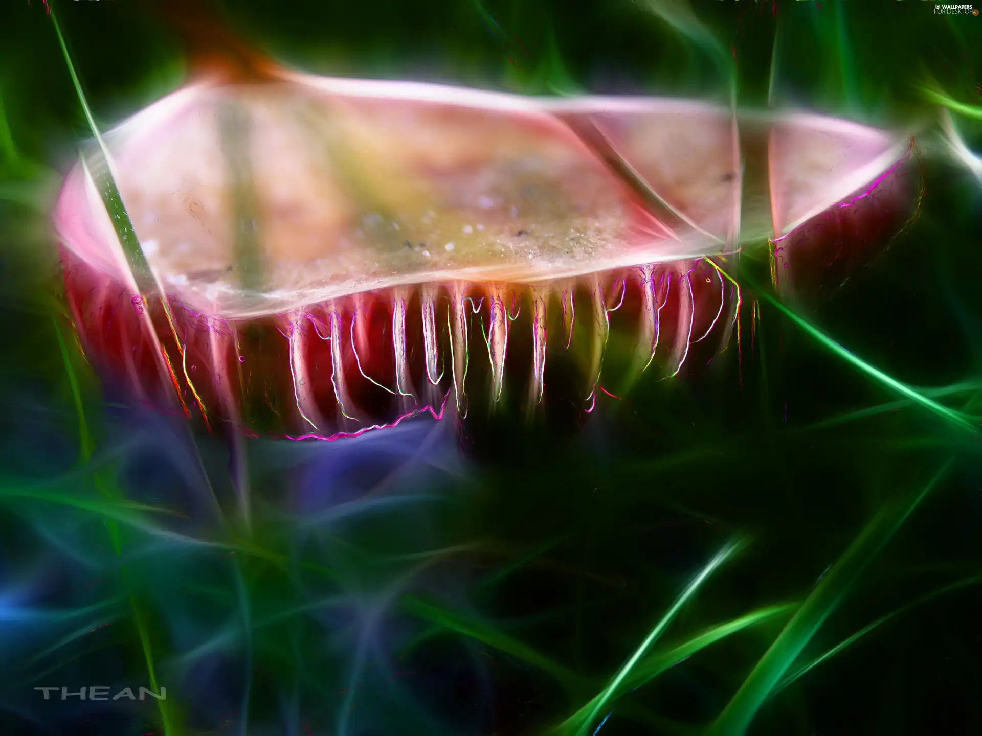 Gills, mushroom, toxic