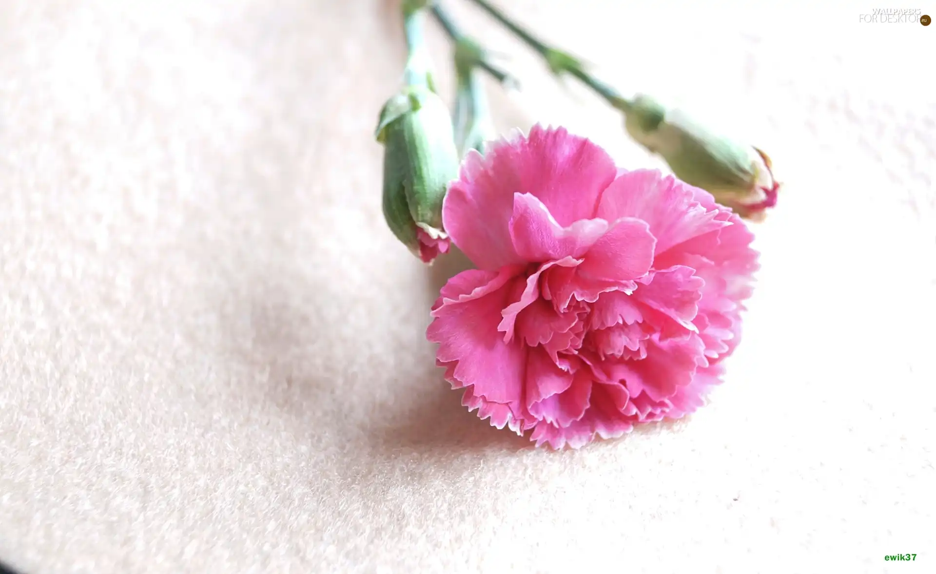 Pink, Gillyflower