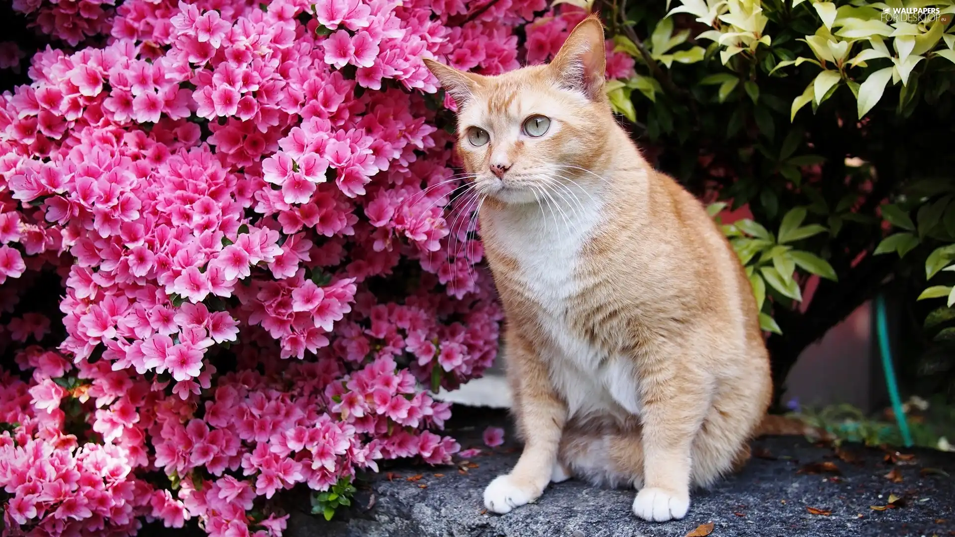 ginger, Flowers, Norwegian, Forest, cat